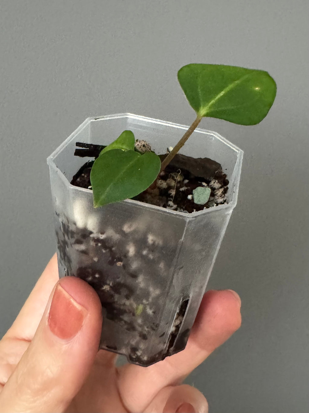 NSE Red Crystallinum x Carlablackiae (Clone)