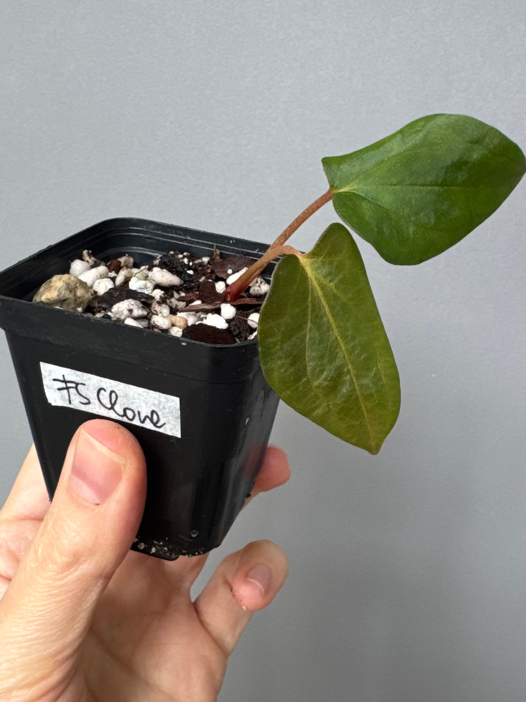 Anthurium papillilaminum ‚Fort Sherman‘ Klon