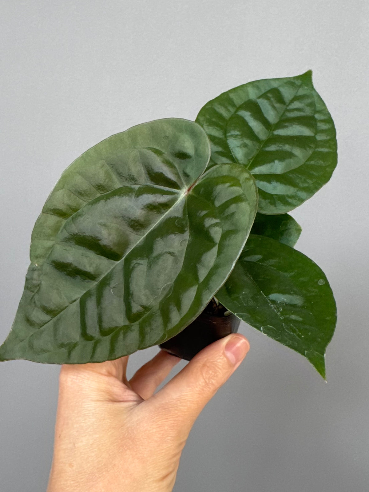 Anthurium ZxM x luxurians