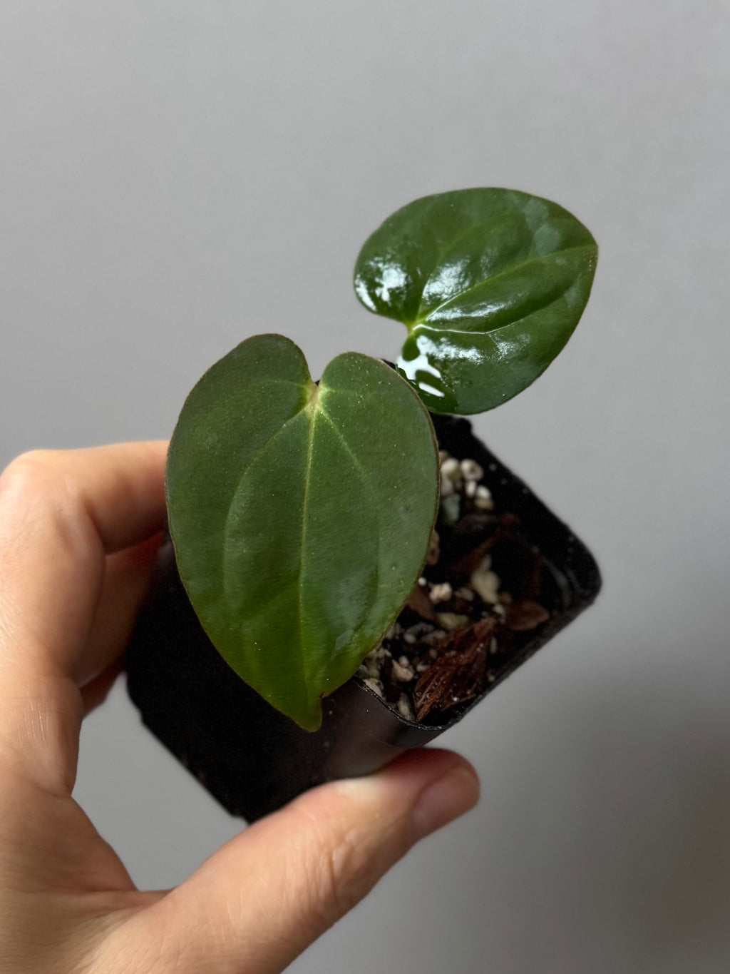 Anthurium carlablackiae RA13 x BVEP OG1 (#1) - cutting