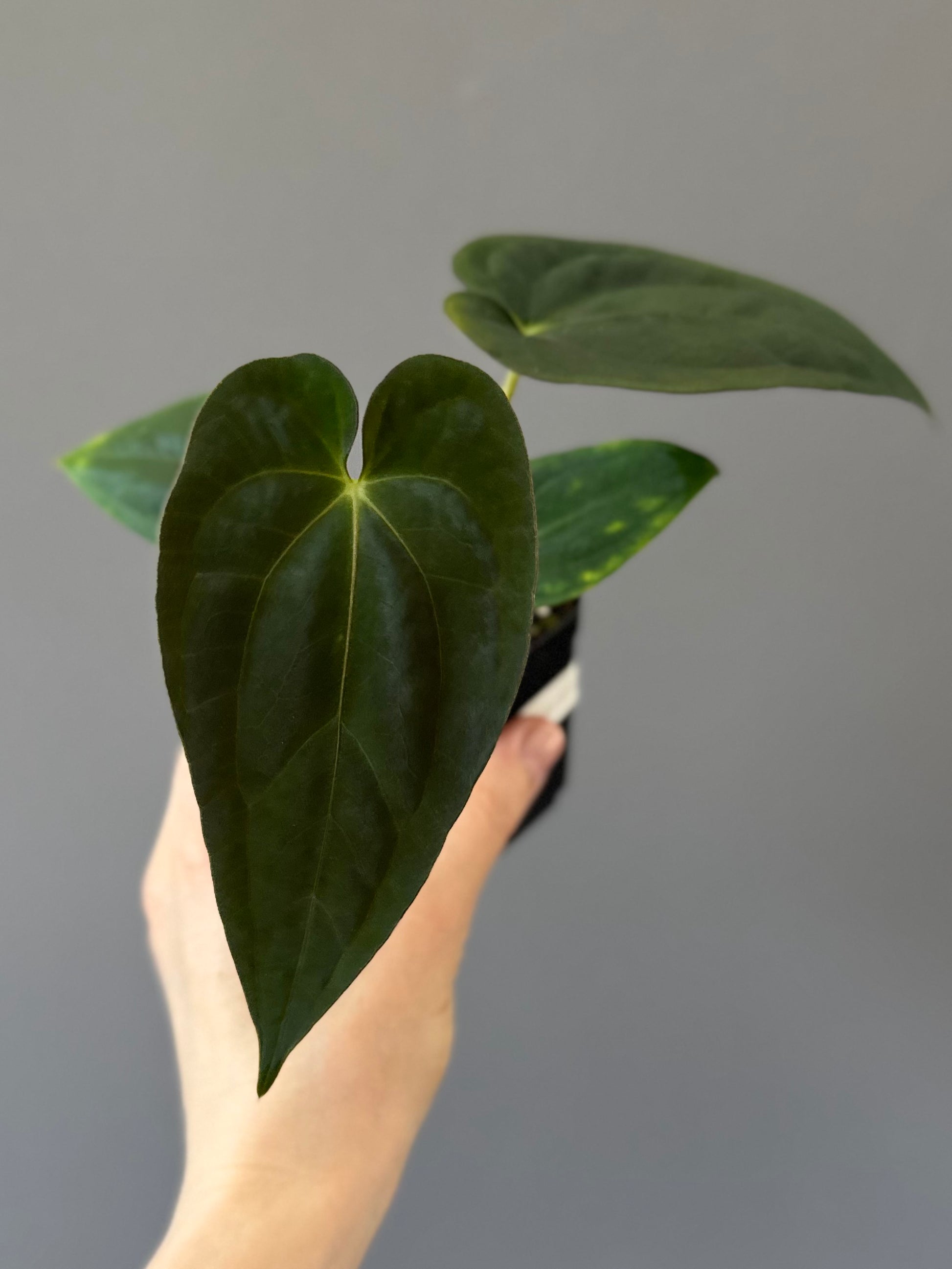 Anthurium Papillilaminum ‚Gatorbod‘ x (RGdressCarla x BVEP) (by variegated_stringray)