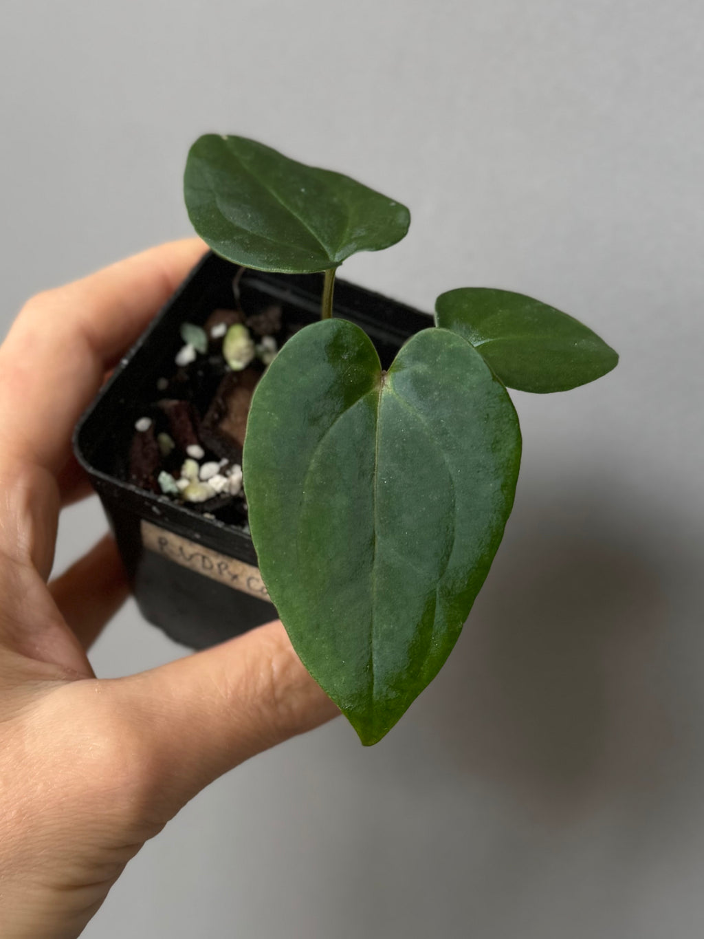 Anthurium RVDP x Carlablackiae