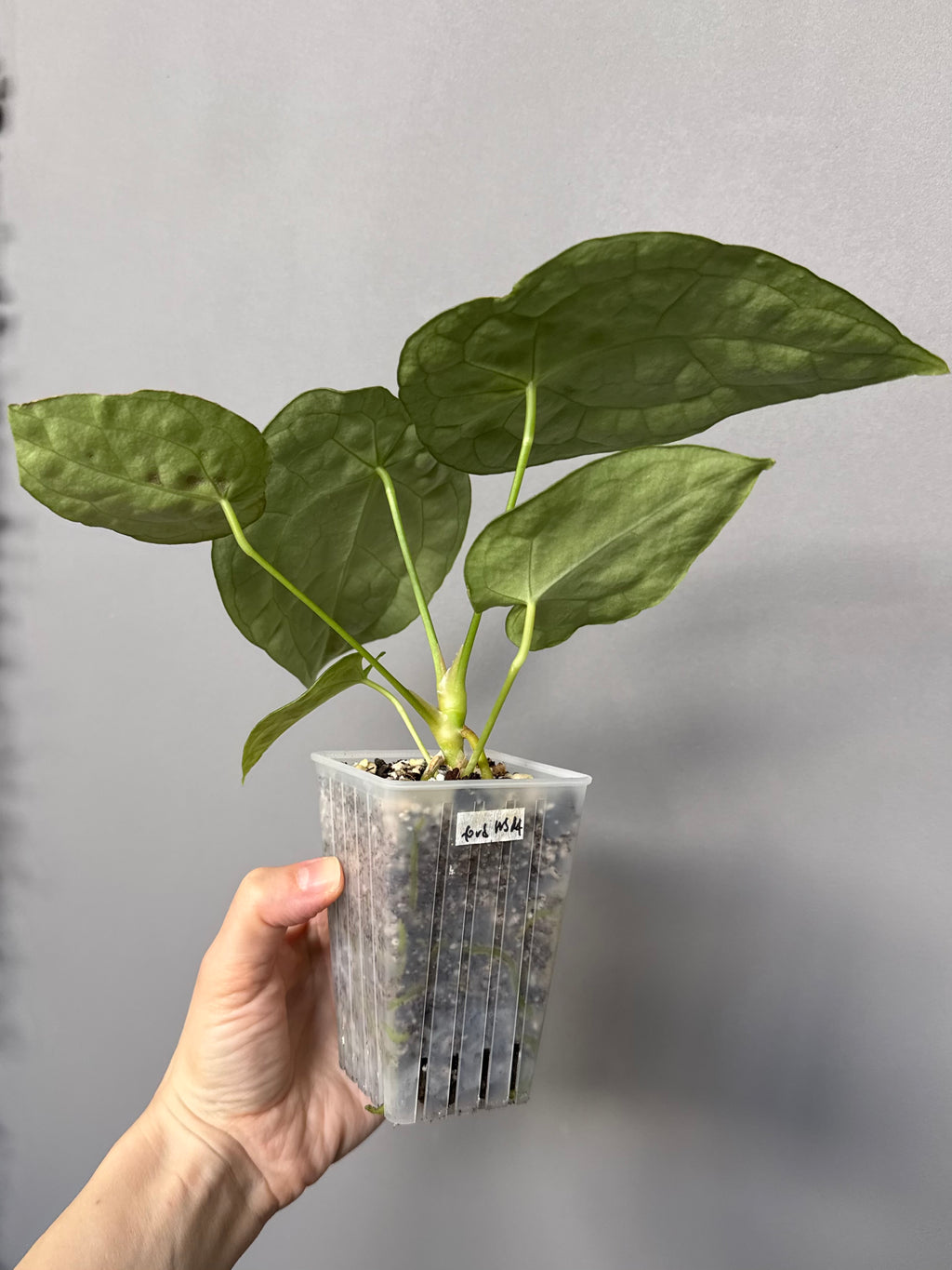 Anthurium forgetii (White Stripes x Dark Form)