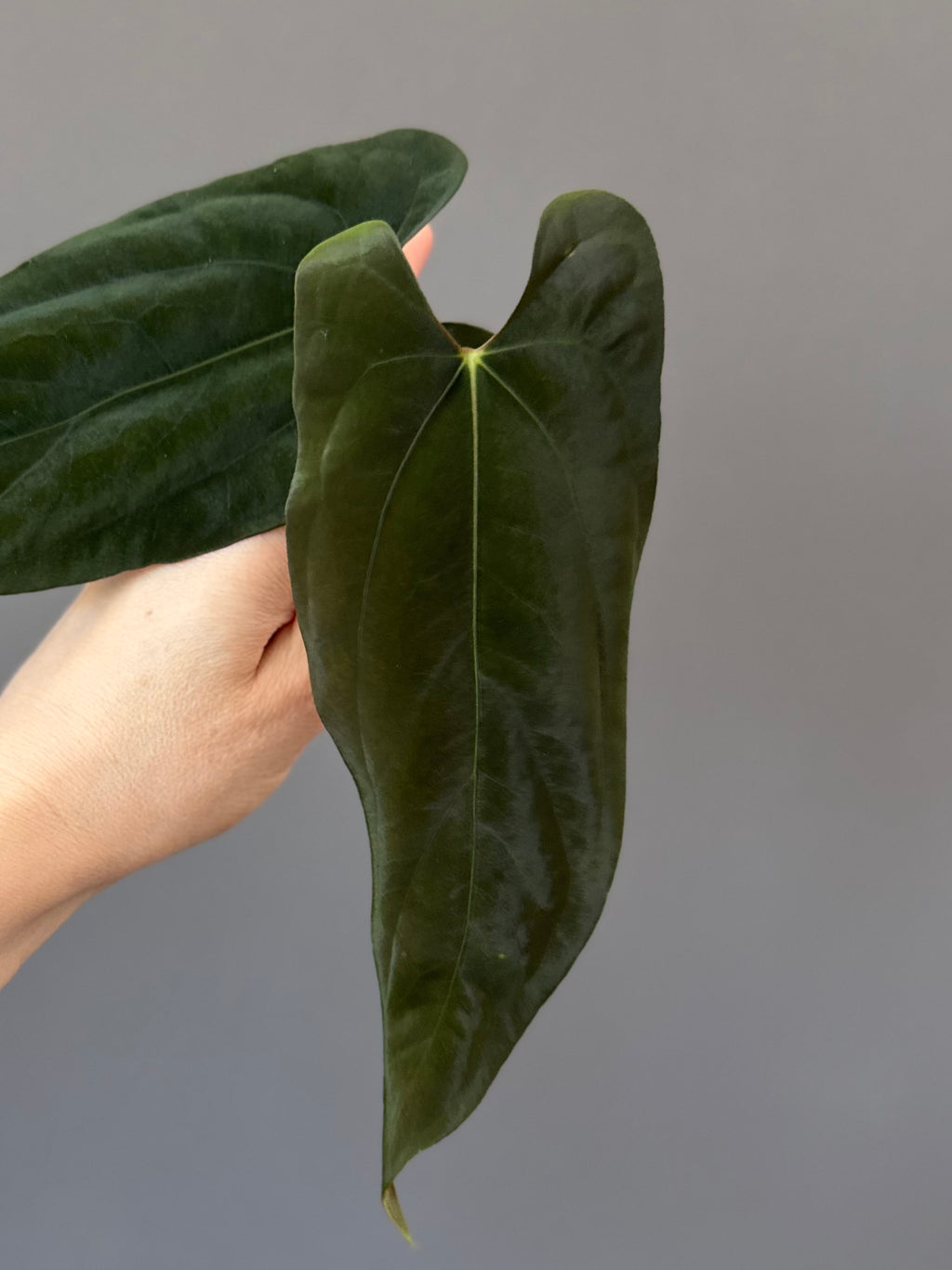 Anthurium FSxRL (by Jay Vannini) - Ableger