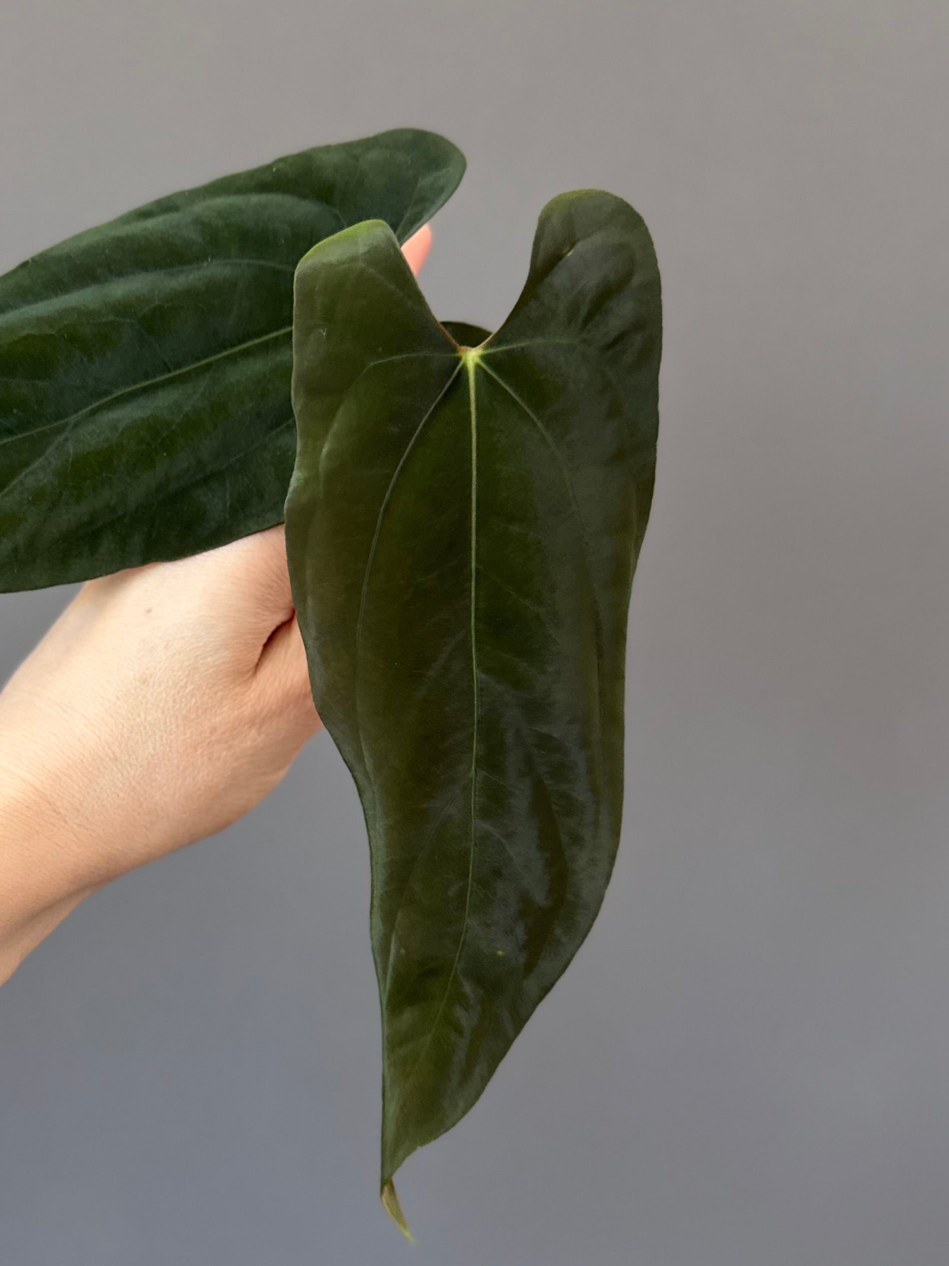 Anthurium FSxRL (by Jay Vannini) - Ableger