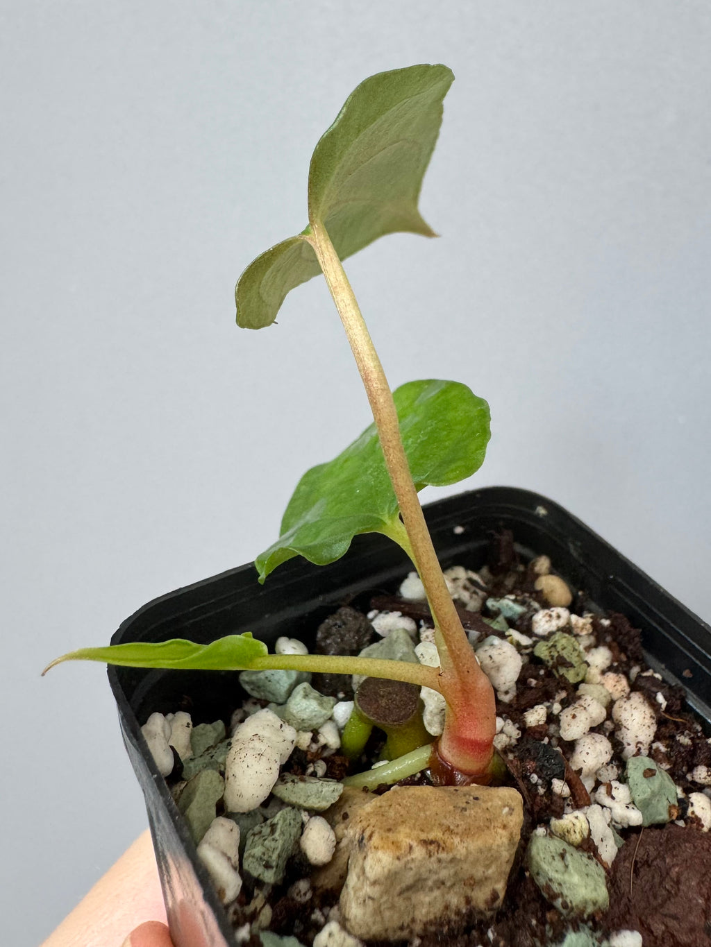 Anthurium papillilaminum Fort Sherman x Ralph Lynam (Jay Vannini clone)