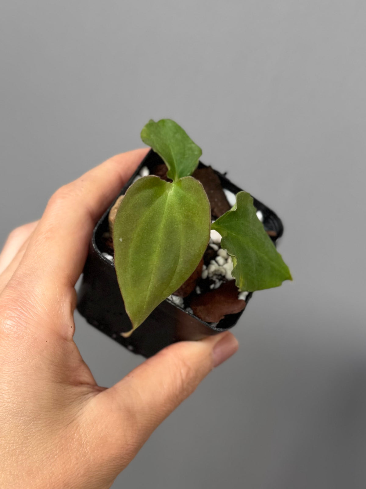 Anthurium BVEP ‘Purple Rain’ clone