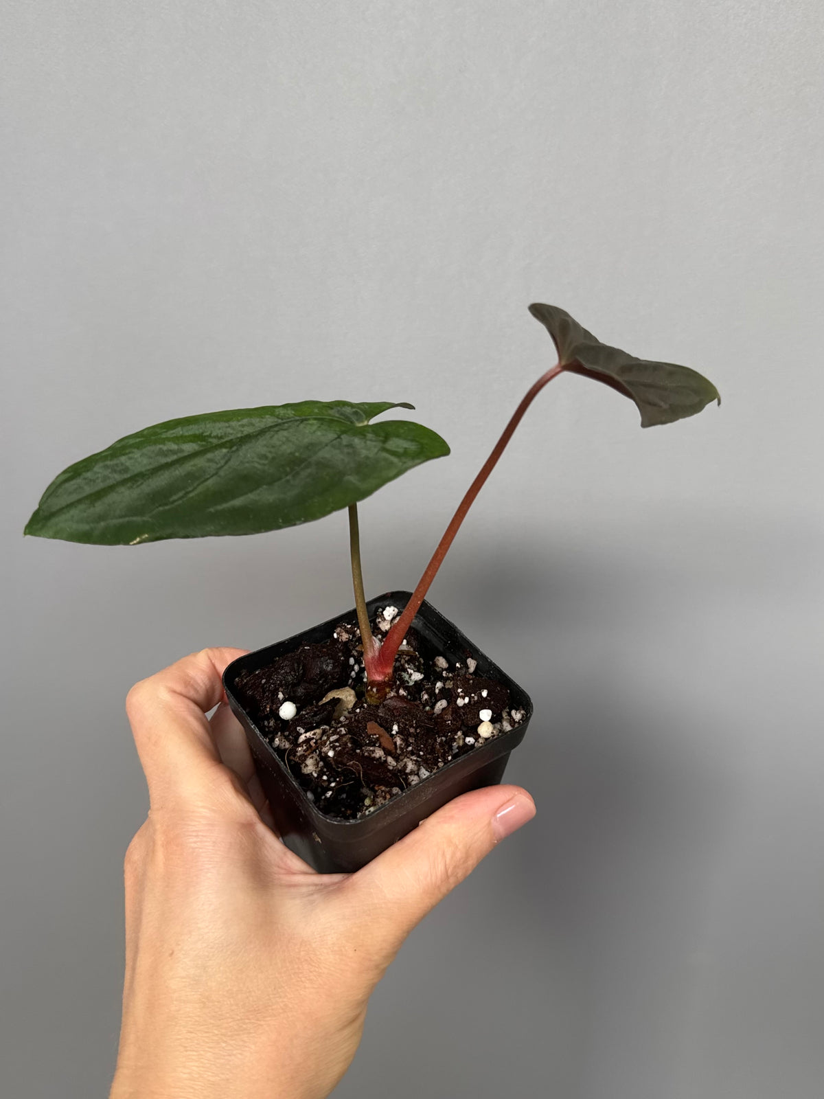 Anthurium Papillilaminum ‘Daniel’ clone