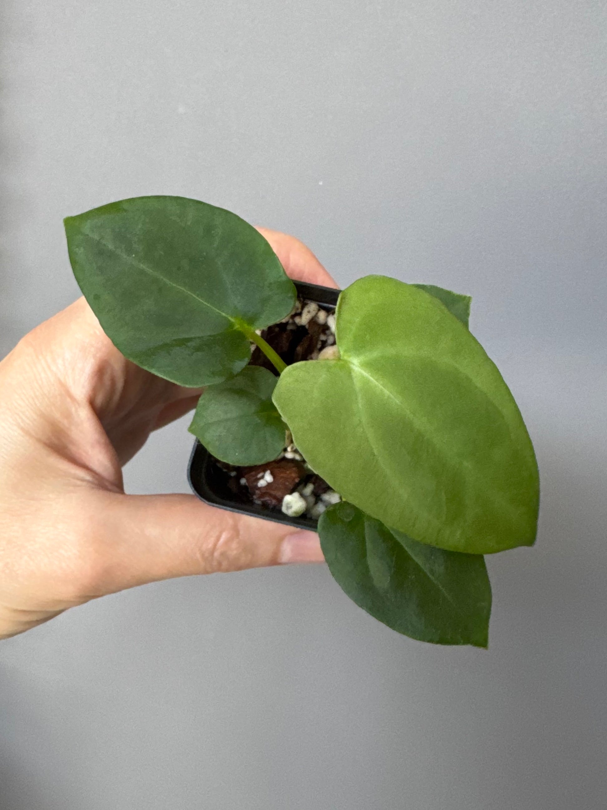 Anthurium (NoID x Papi Indo #2) x  (NoID x Papi Indo #1)