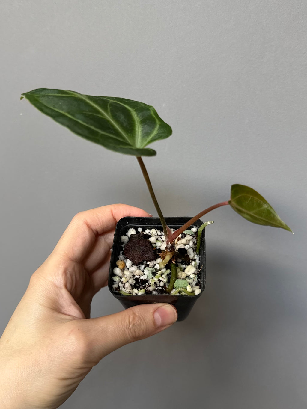 Anthurium Besseae aff. (#3)