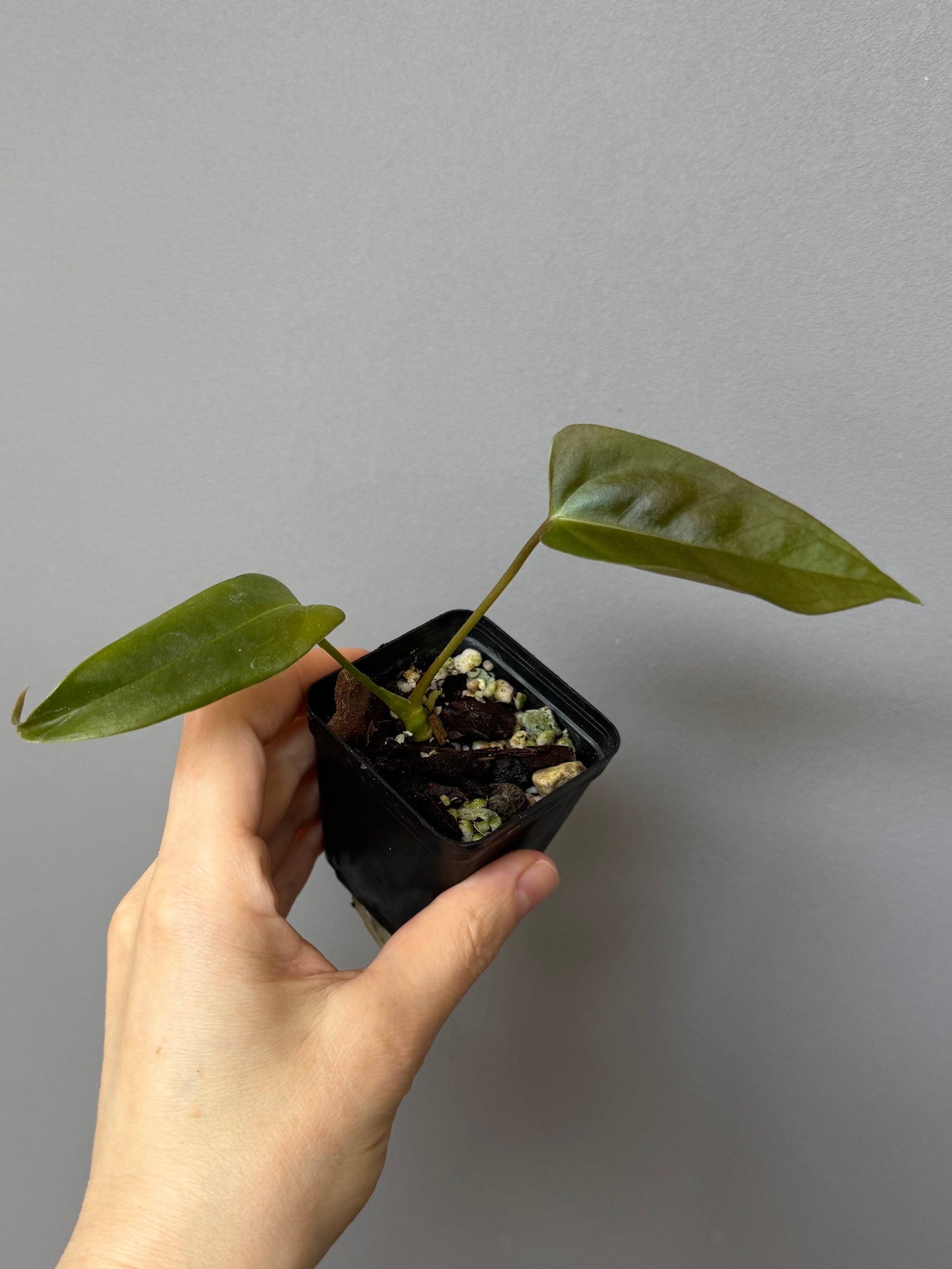 Anthurium Subsignatum x papillilaminum ‚Marie‘
