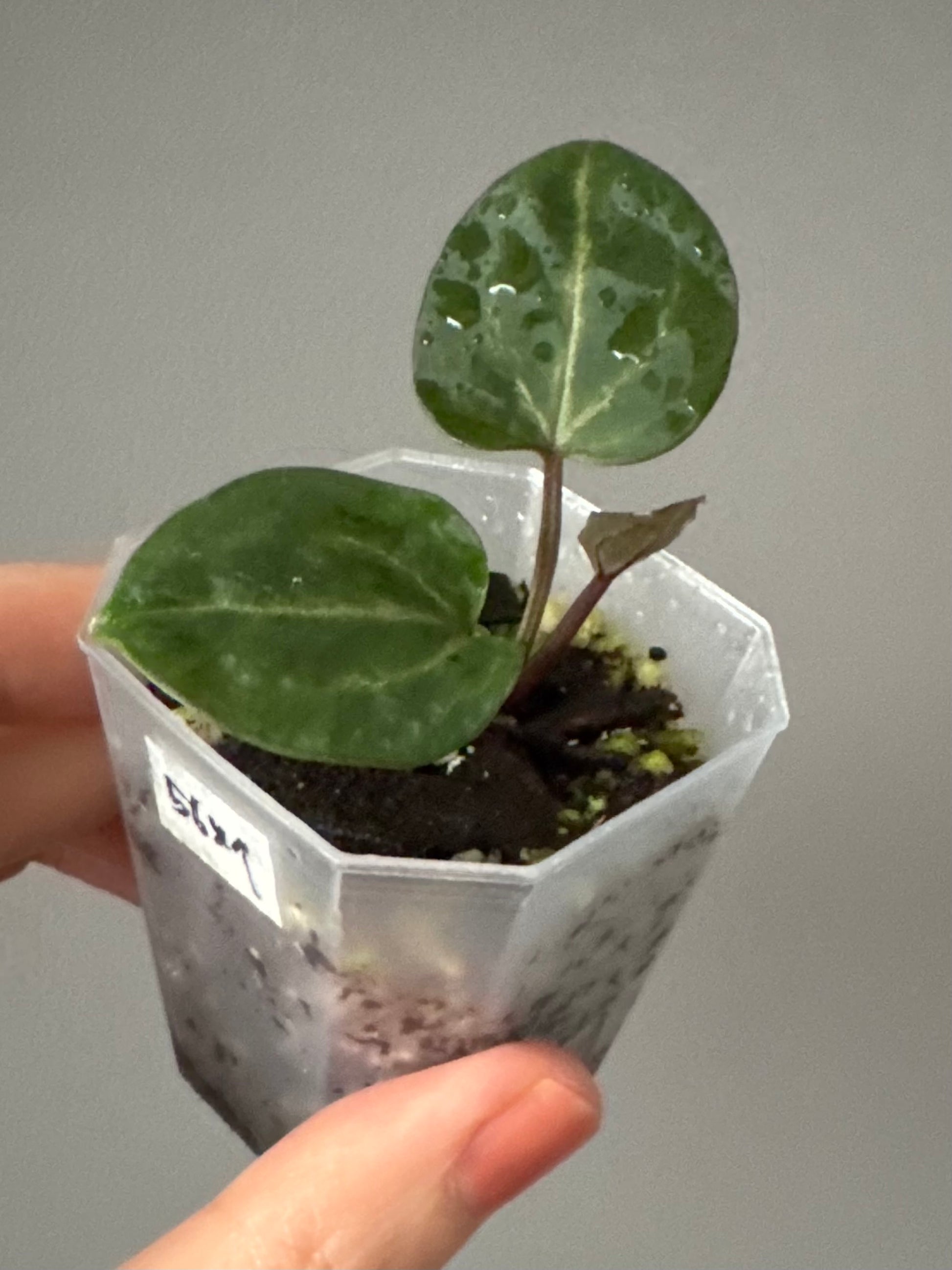 Anthurium Crystallinum Select Color x M