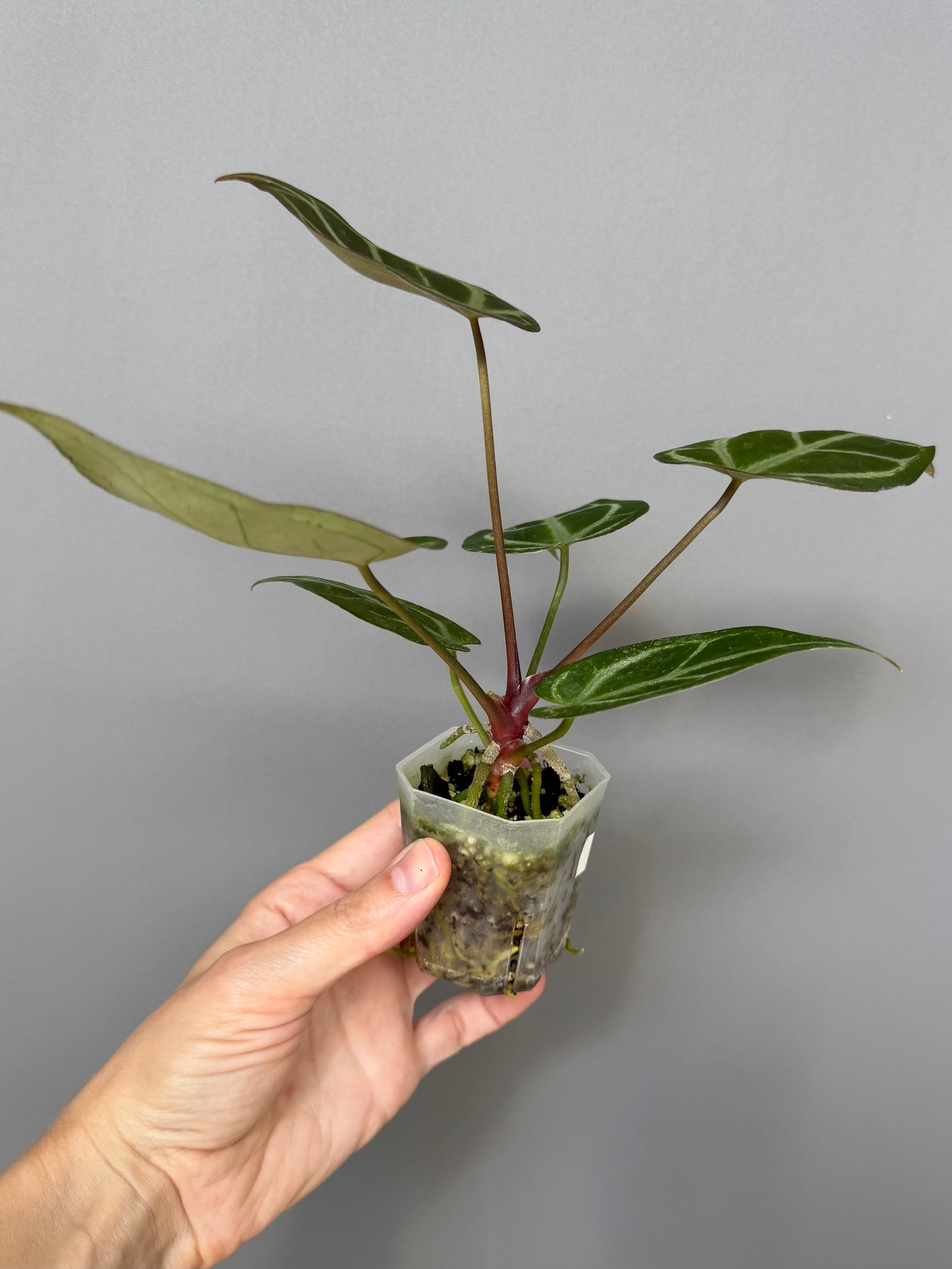 Anthurium ((magnificum x crystallinum) x NoID) X M - Plant B