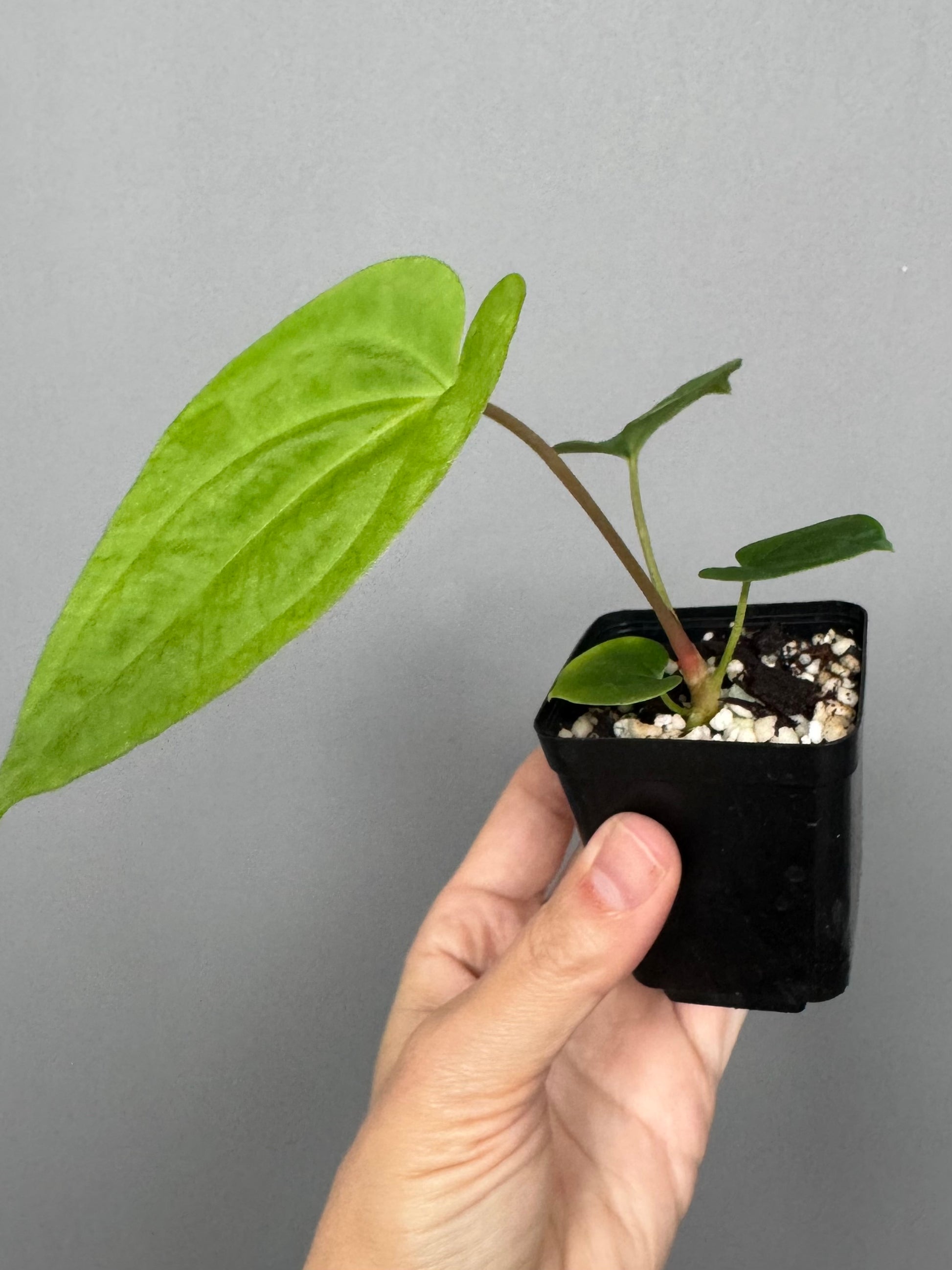 Anthurium besseae aff. x papillilaminum