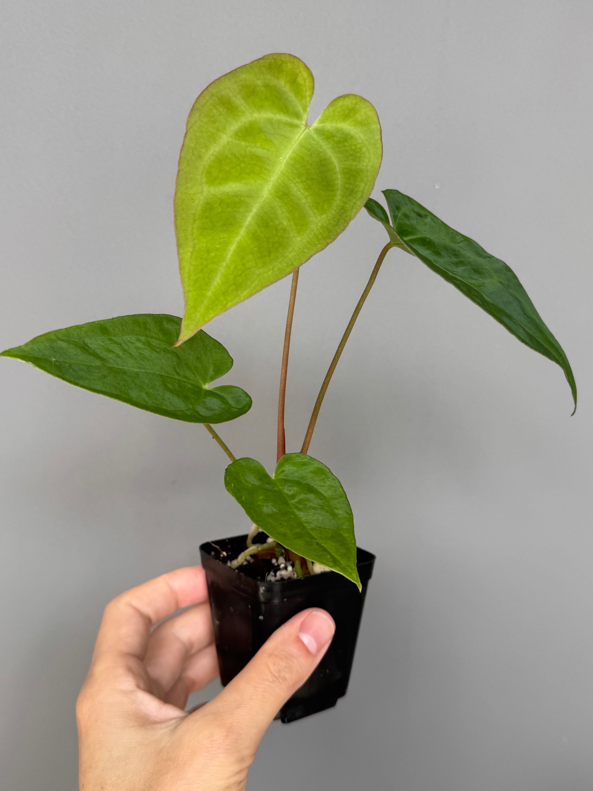 Anthurium crystallinum x papillilaminum - Plant B