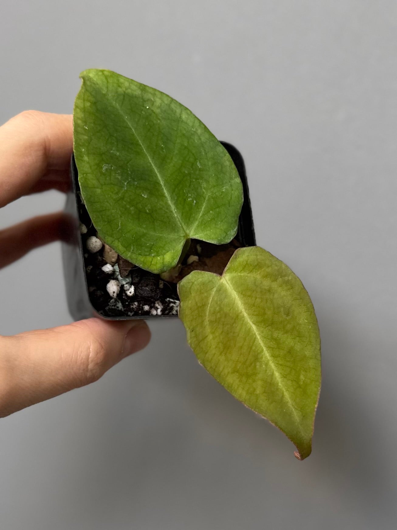 Anthurium NSE CarlaX x complex KOS/HU Hybrid