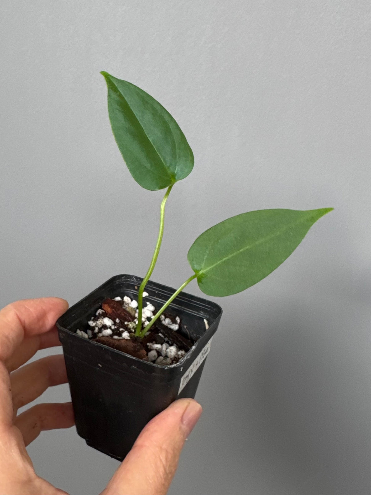 Anthurium CrystallinumX x Indo Portillae