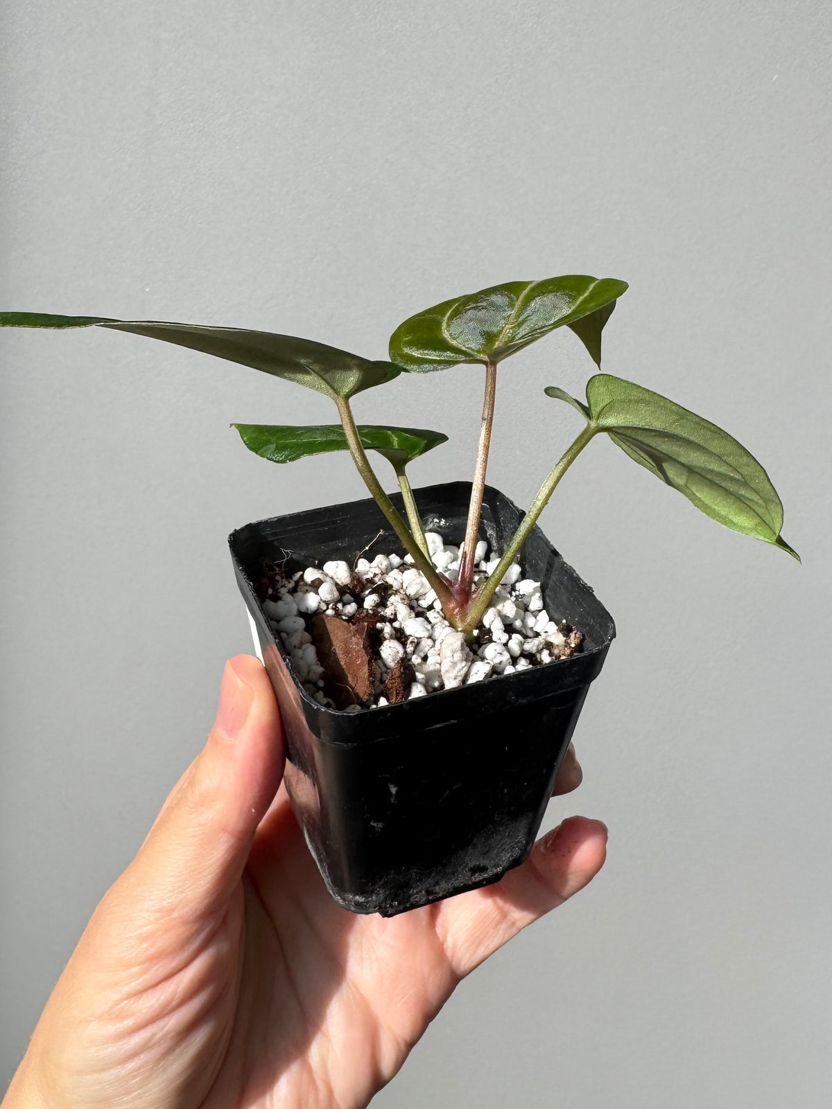 Anthurium Michelle x (AOS x Carlablackiae)