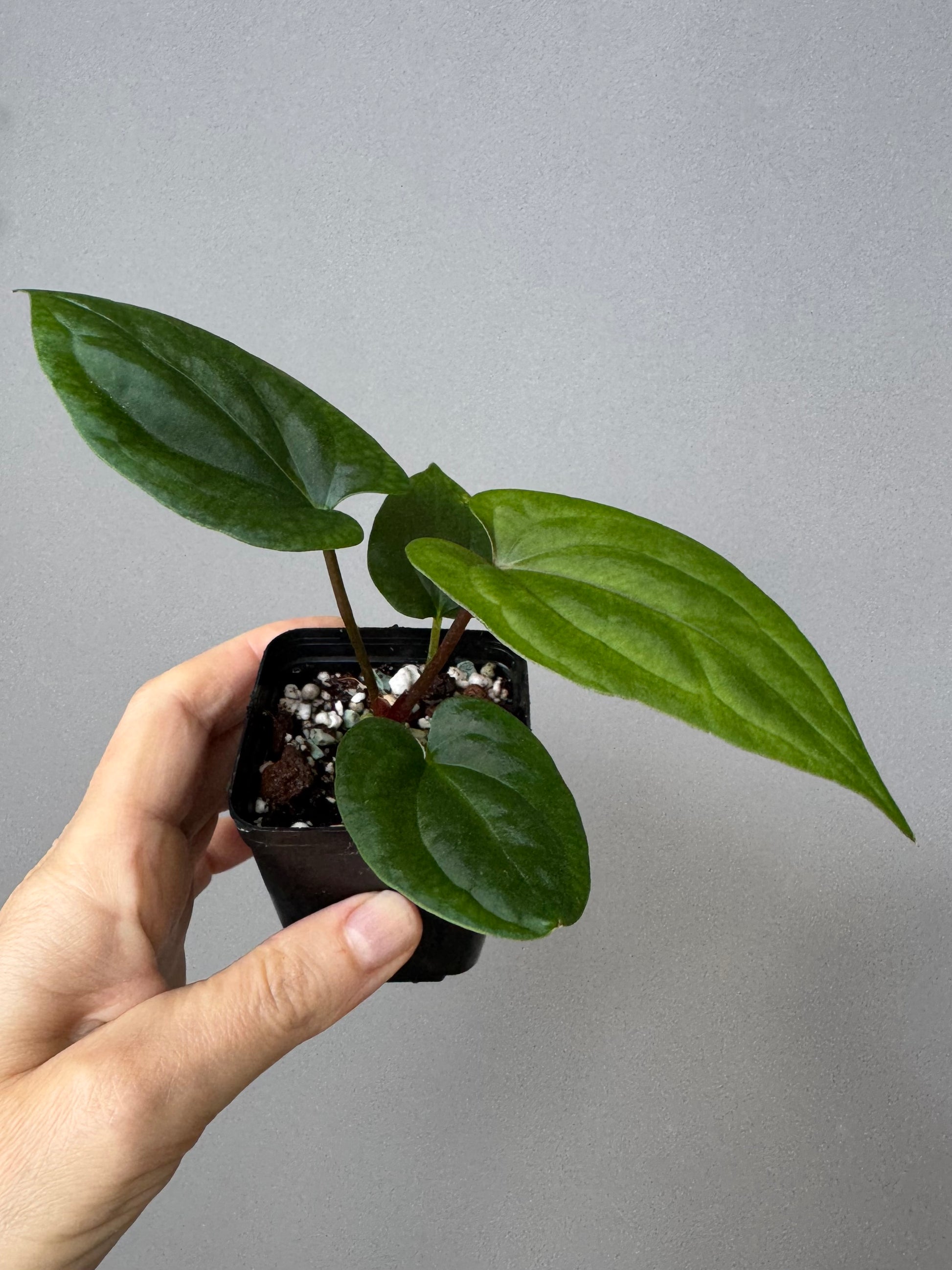 Anthurium ((BVEP x Portillae Dorito) x (Dark Phoenix x Goliath)) x (Fort Sherman x RVDP)