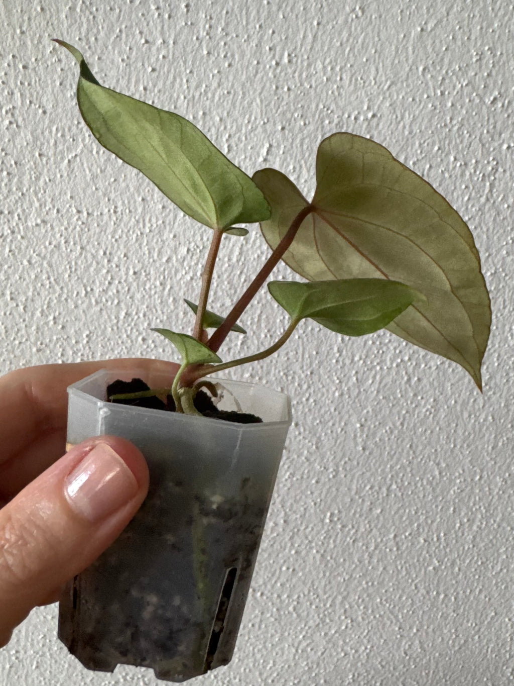 Anthurium (Papillilaminum Daniel x Besseae aff.) x  (NSE Red Crystallinum x Carlablackiae)