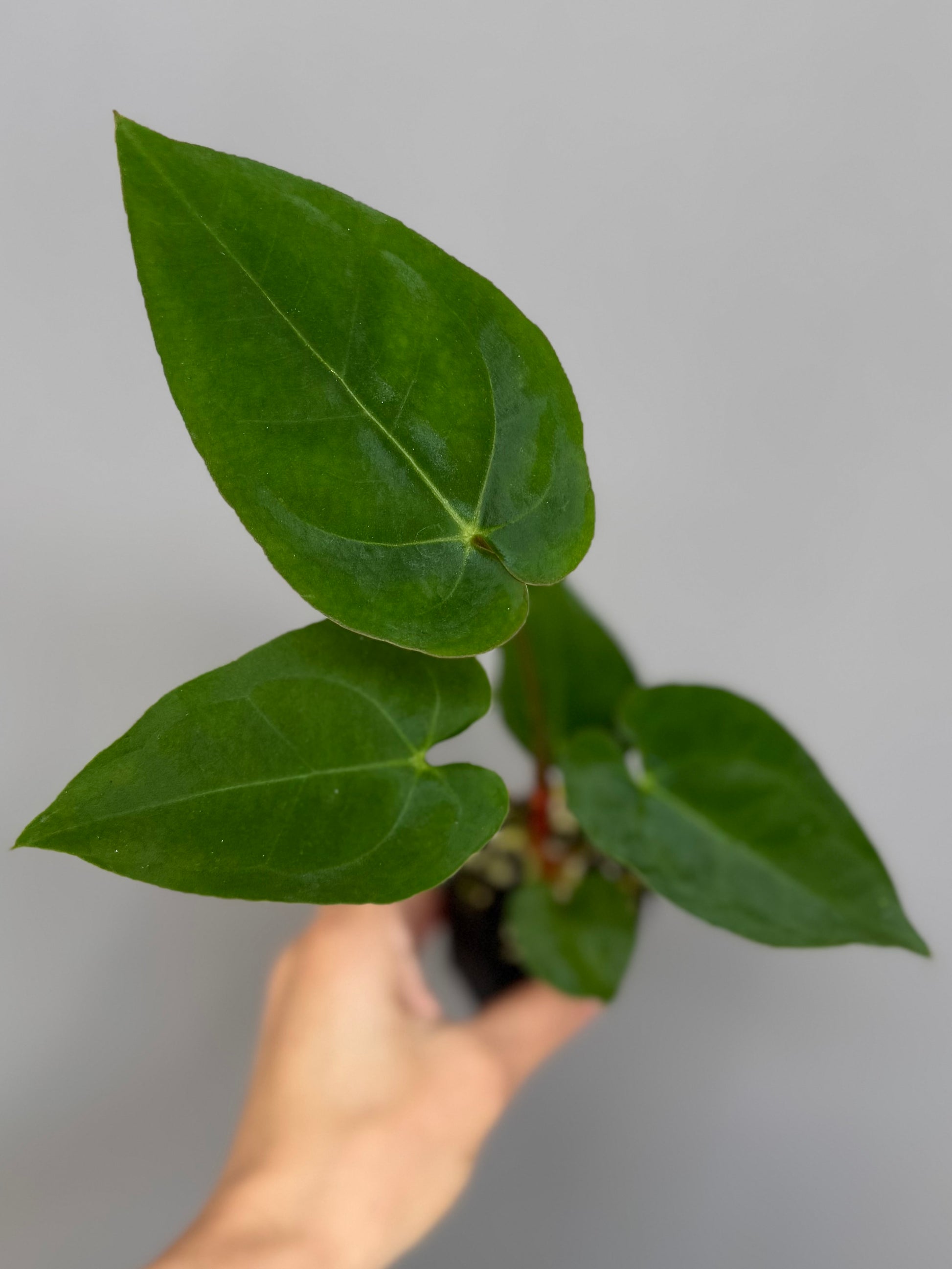 Anthurium crystallinum x papillilaminum - plant A