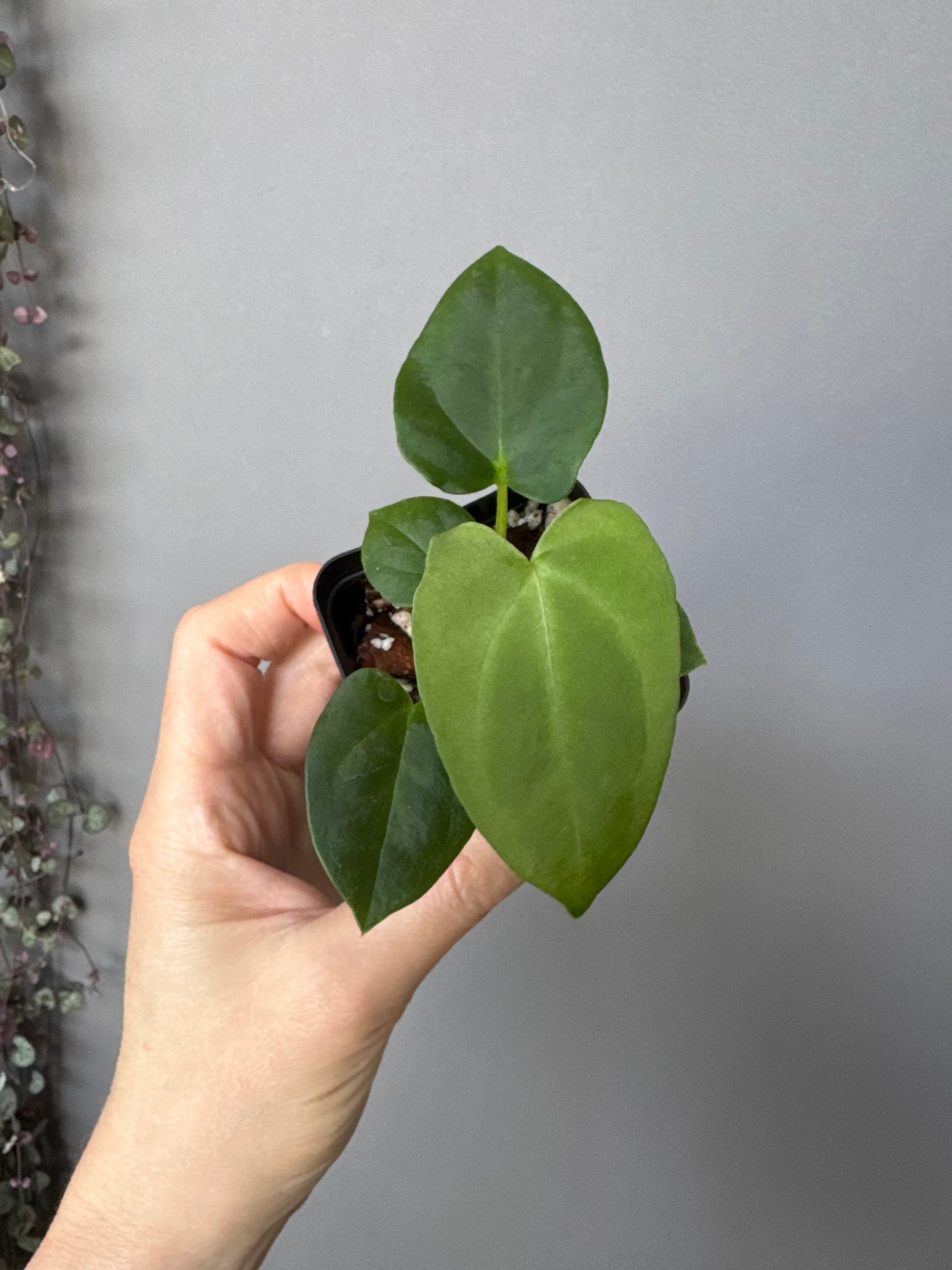 Anthurium (NoID x Papi Indo #2) x  (NoID x Papi Indo #1)