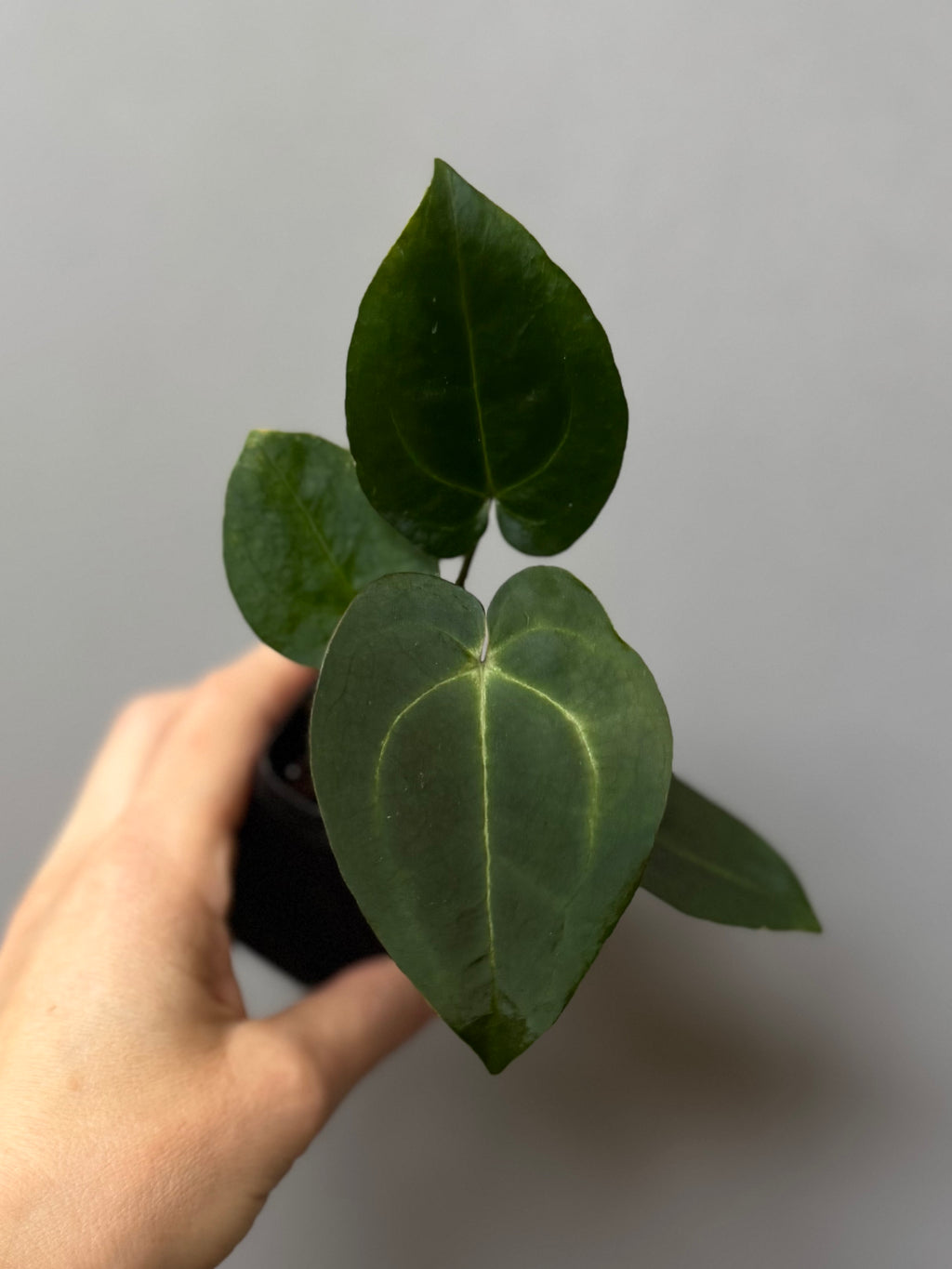 Anthurium (AOS x forgetii) x (NSE Red Crystallinum x Carlablackiae)