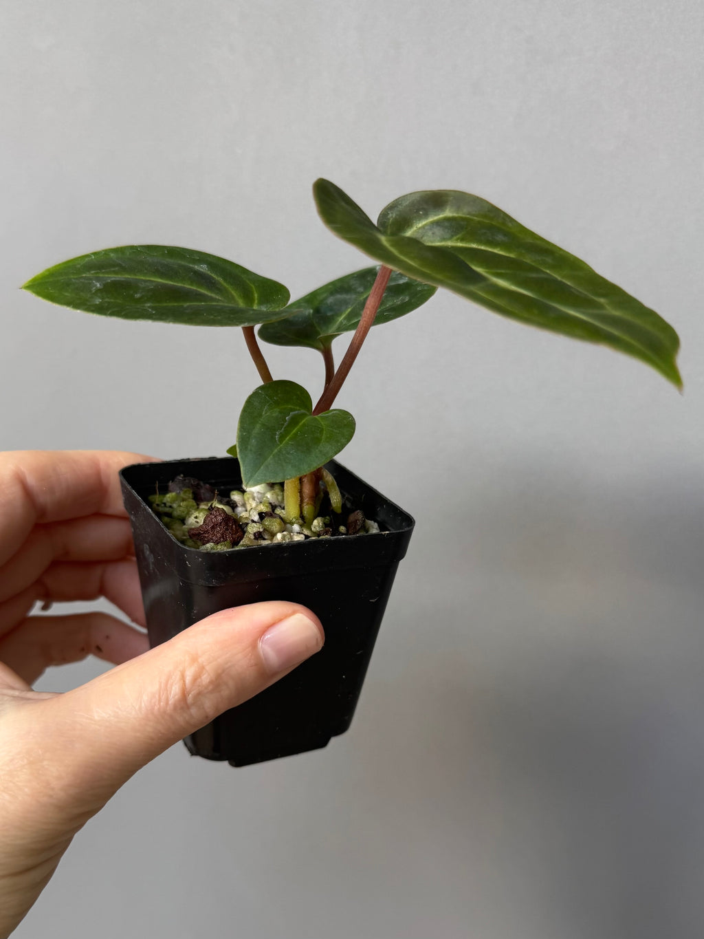 Anthurium Besseae aff. (#1)