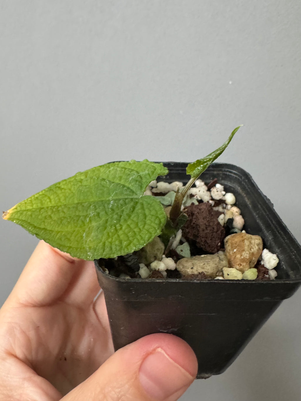 Anthurium clidemioides