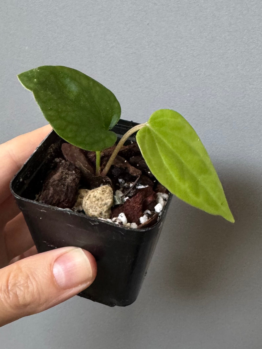 Anthurium Mr. Worldwide x debilis