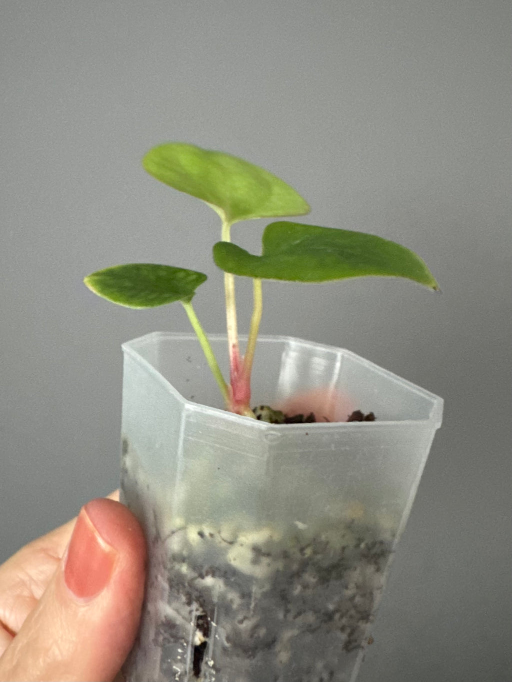 Papillilaminum K1xT5 #1