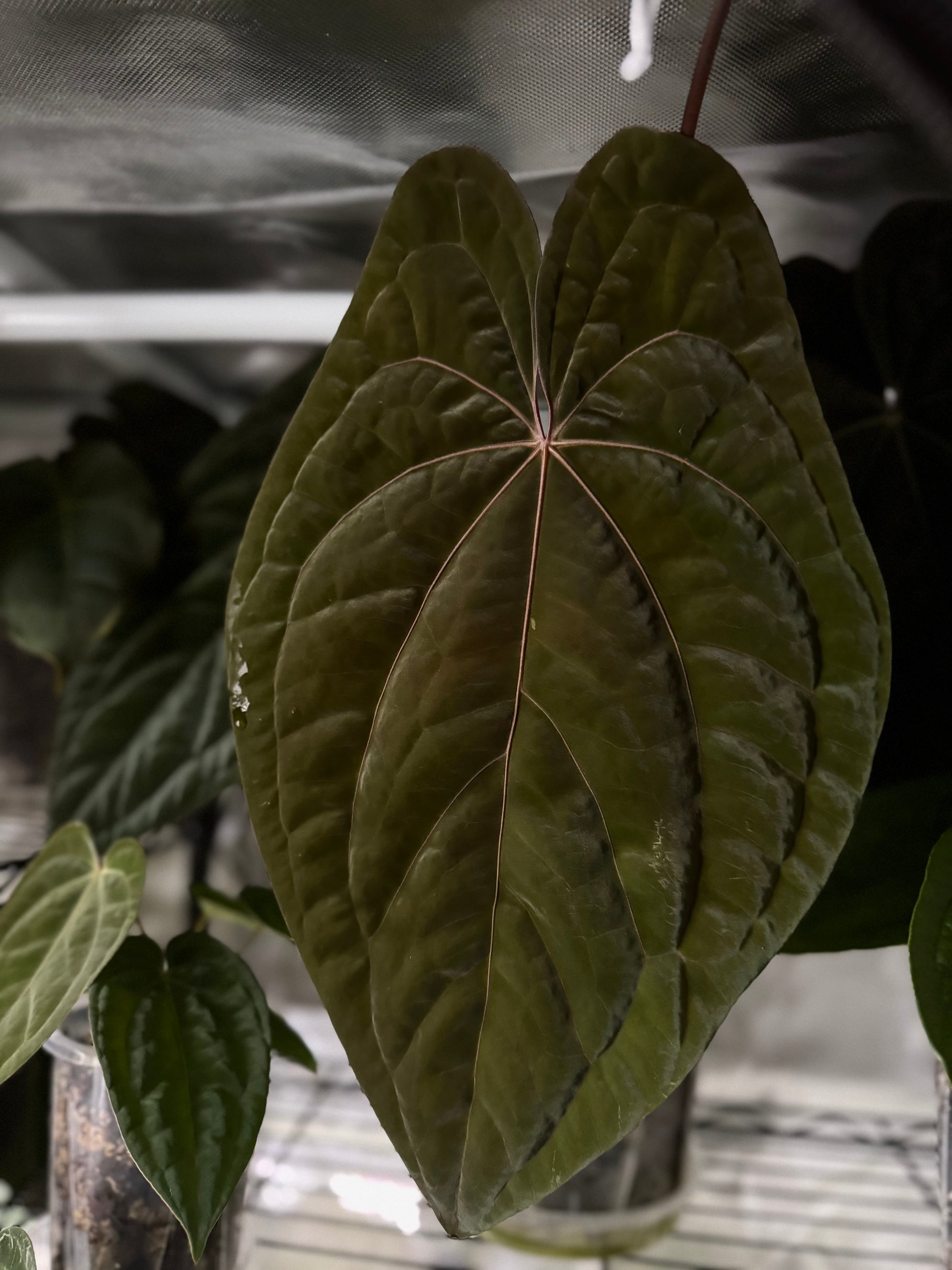 (Zara x (MxZ)) x  RVDP Clone - gekeimte Samen