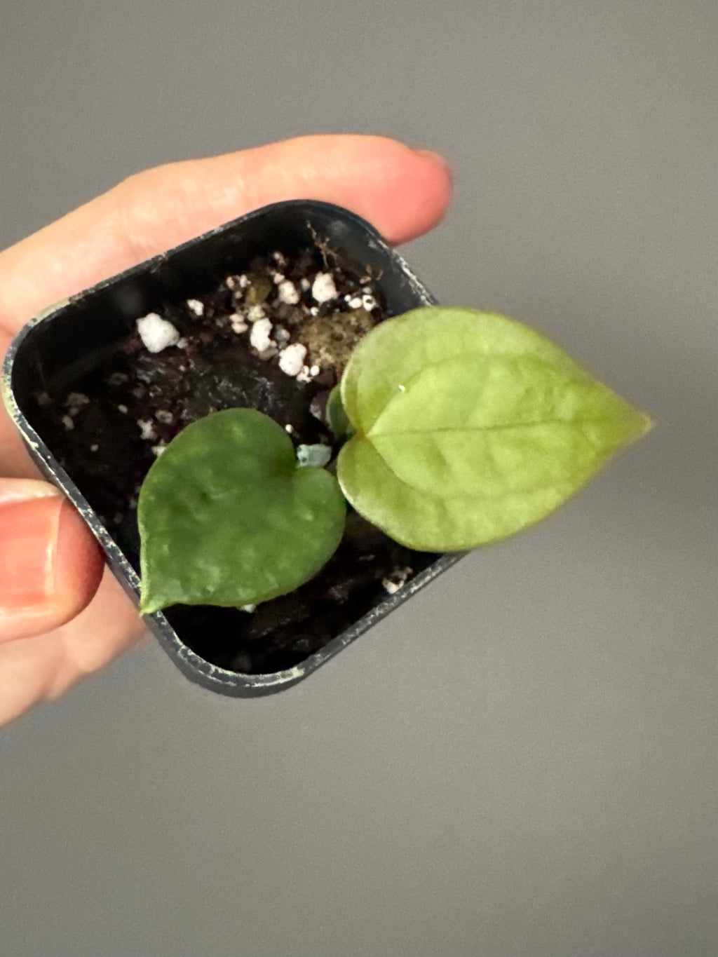 Anthurium (luxurians x forgetii) x besseae aff. (#1)