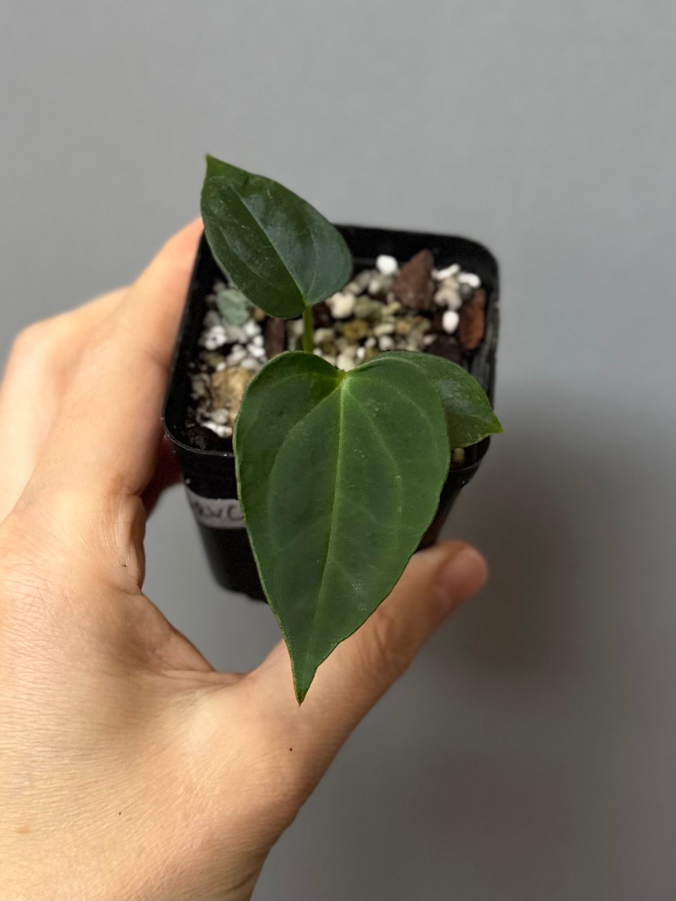 Anthurium (NoID x Papi Indo) x (DH x RVC)