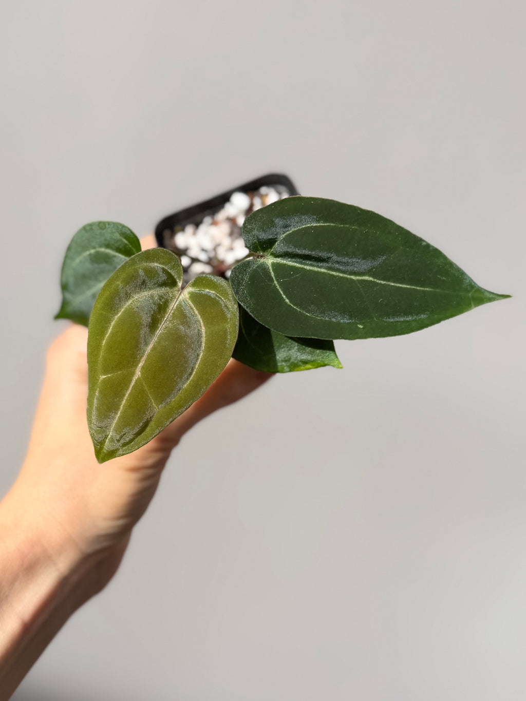 Anthurium Michelle x (AOS x Carlablackiae)