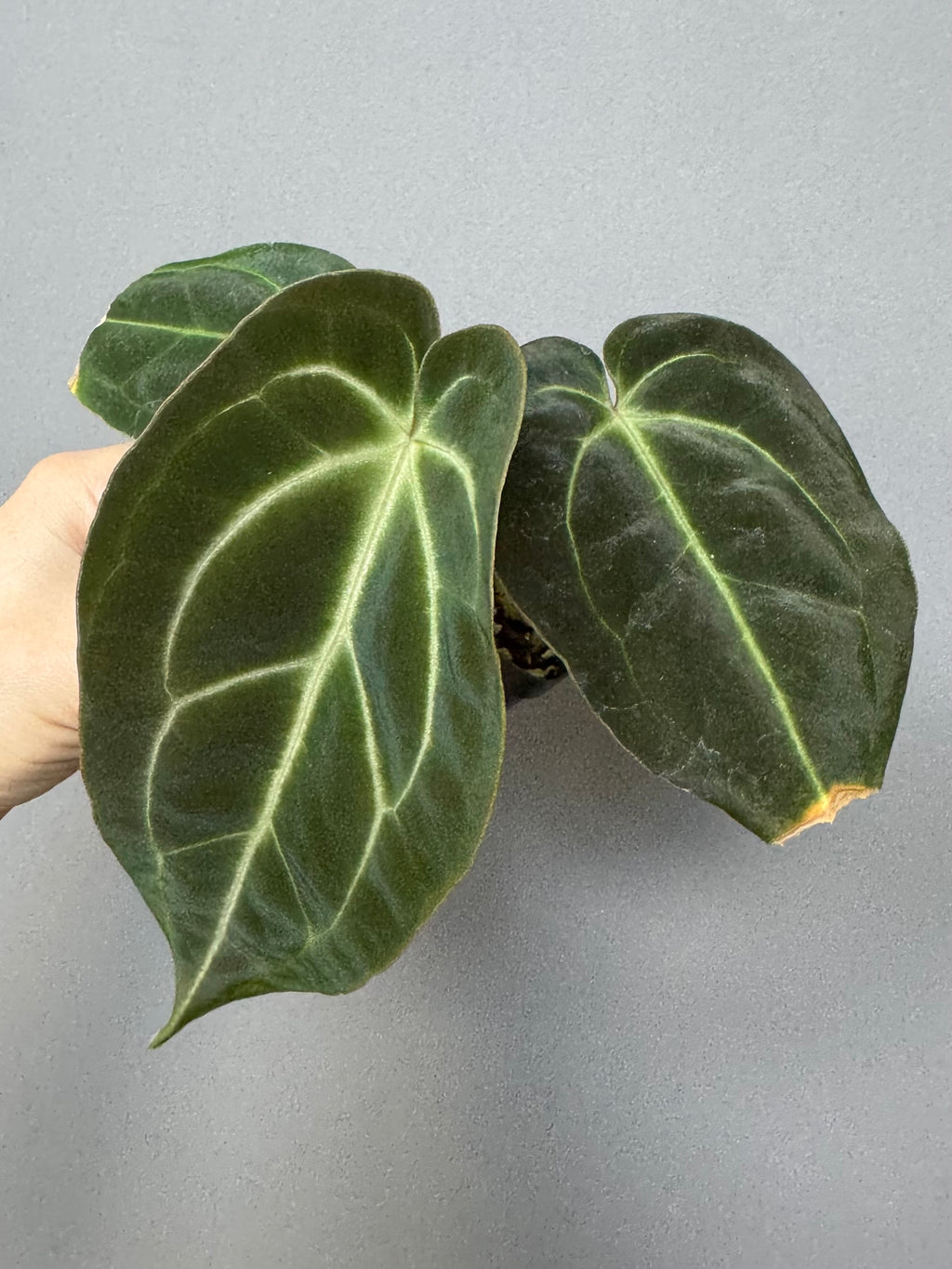 Anthurium Besseae aff. (#1)
