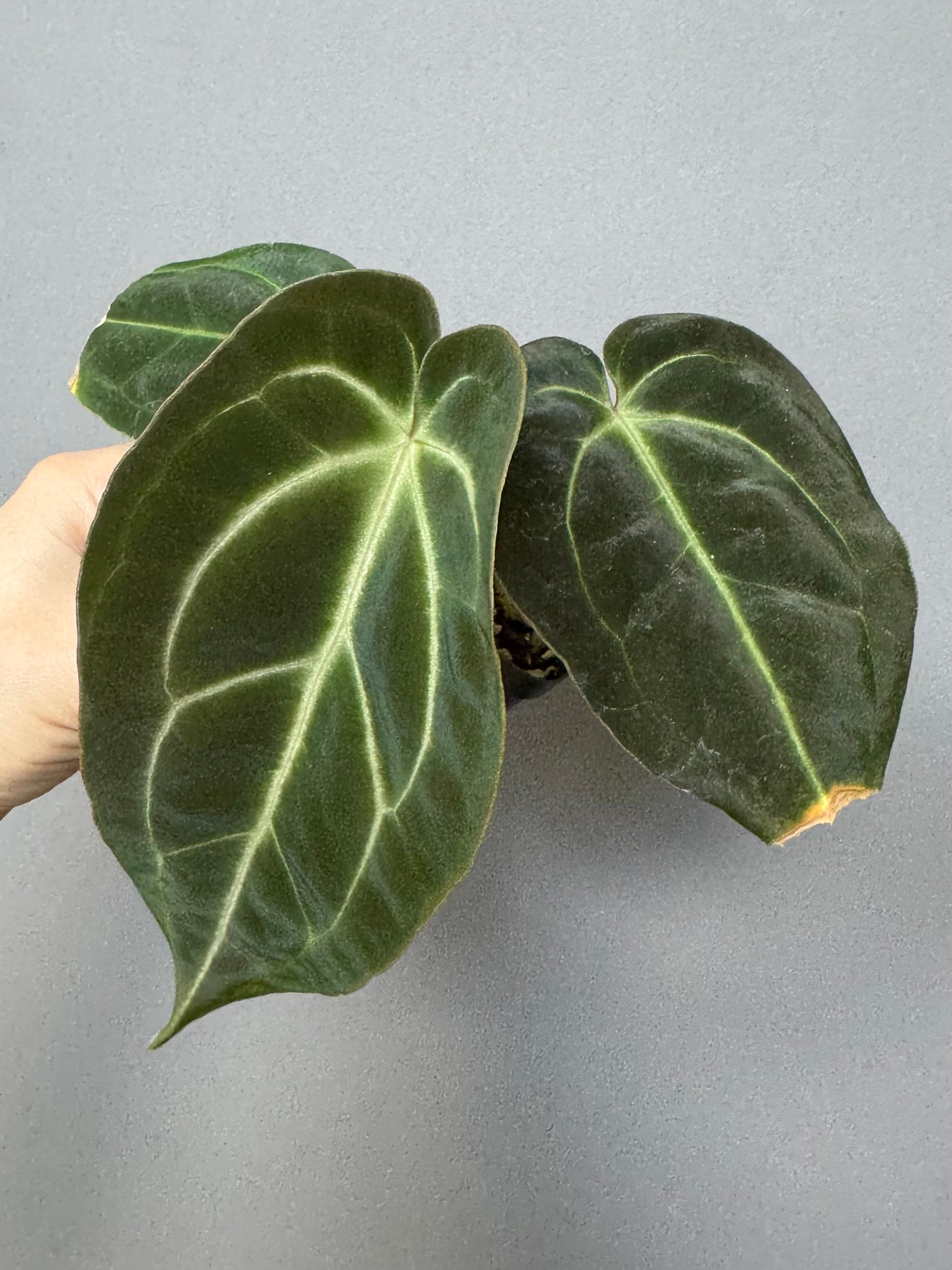 Anthurium Besseae aff. (#1)