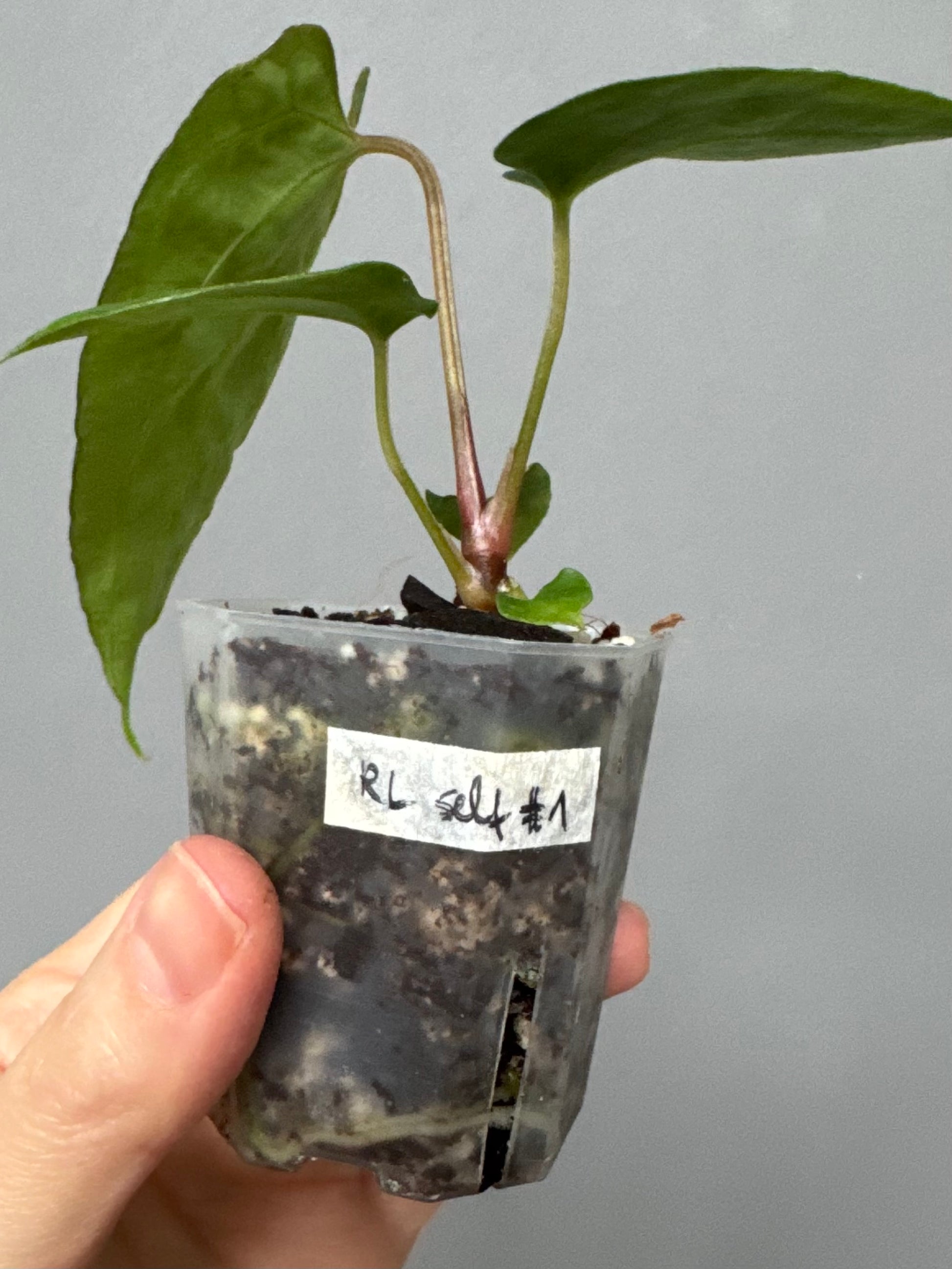 Anthurium papillilaminum Ralph Lynam xself (Dwane/nodeboi)