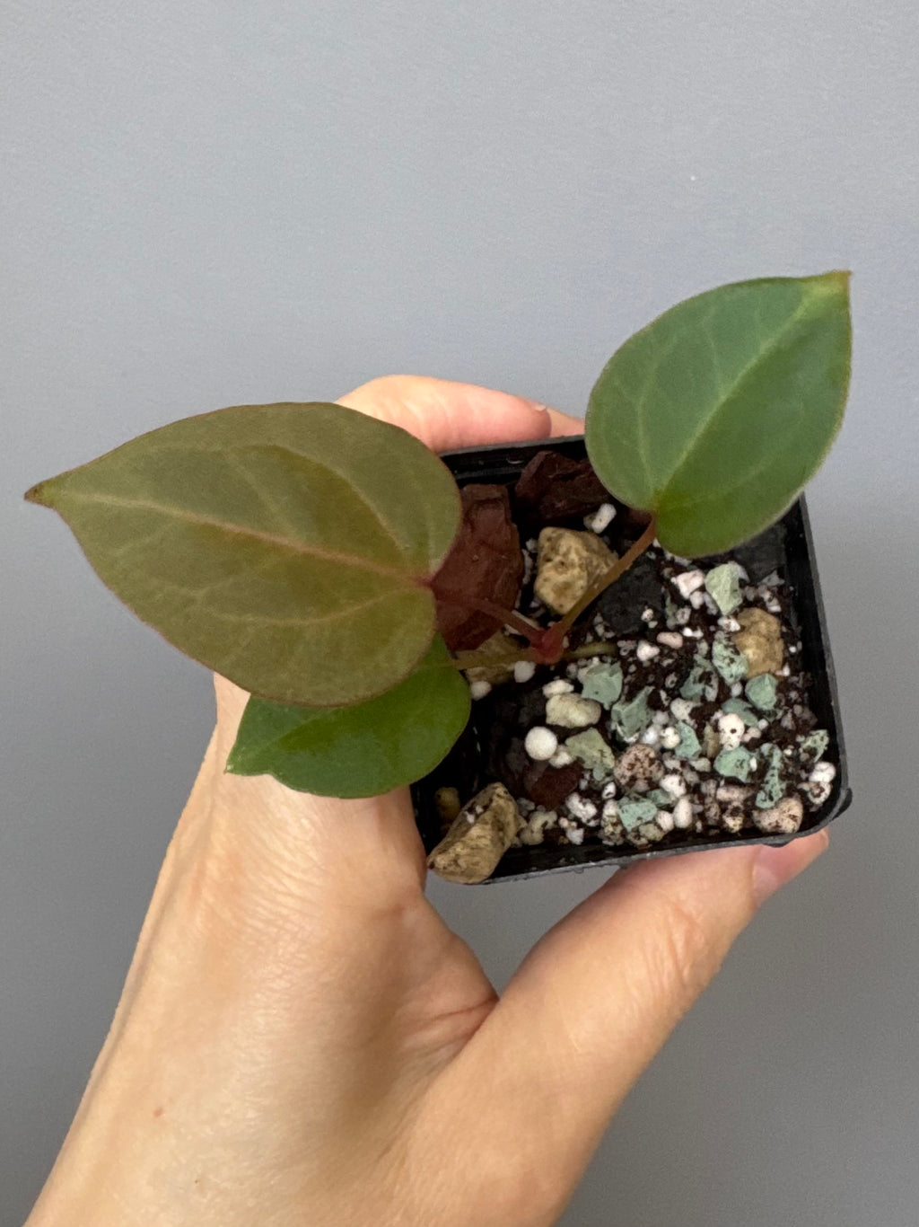 Anthurium CV Carmesim x ZxM
