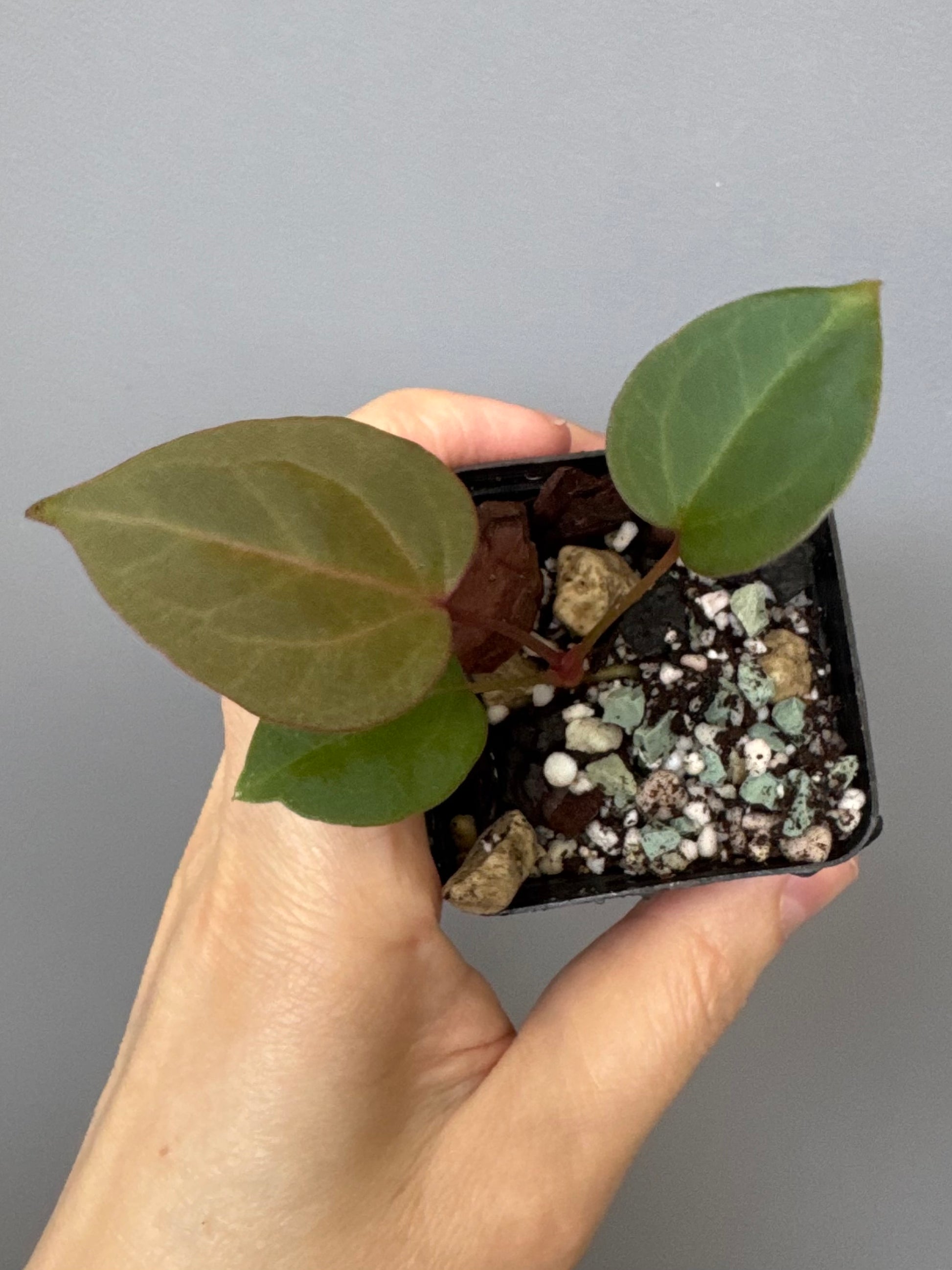 Anthurium CV Carmesim x ZxM