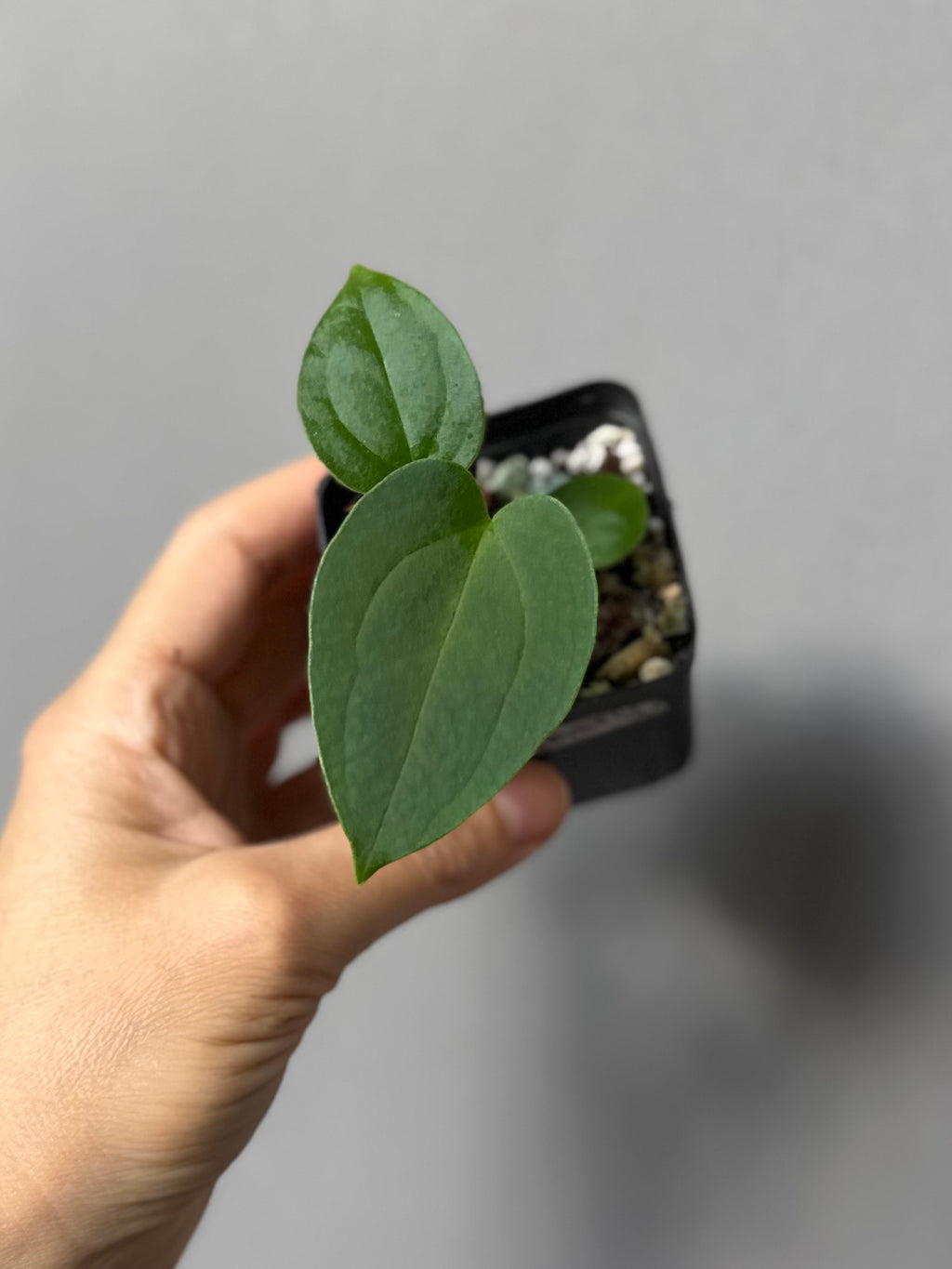 Anthurium magnificum x BVEP OG1 (#4)