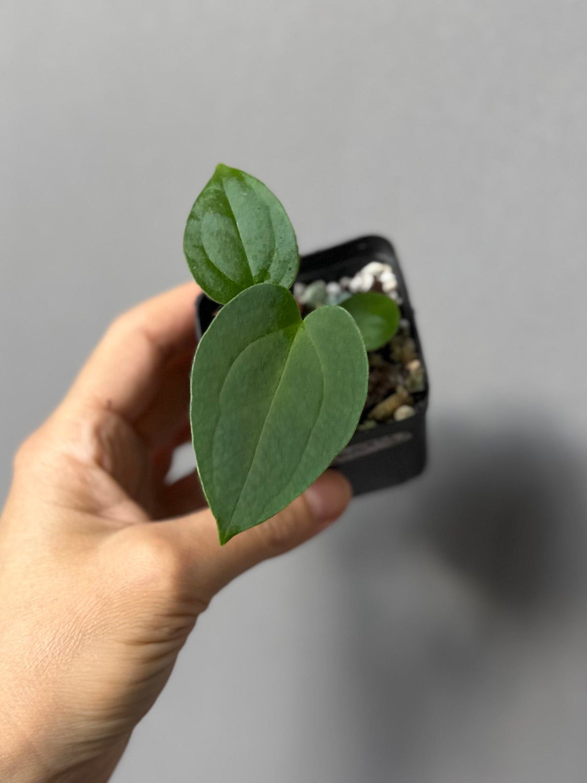 Anthurium magnificum x BVEP OG1 (#4)