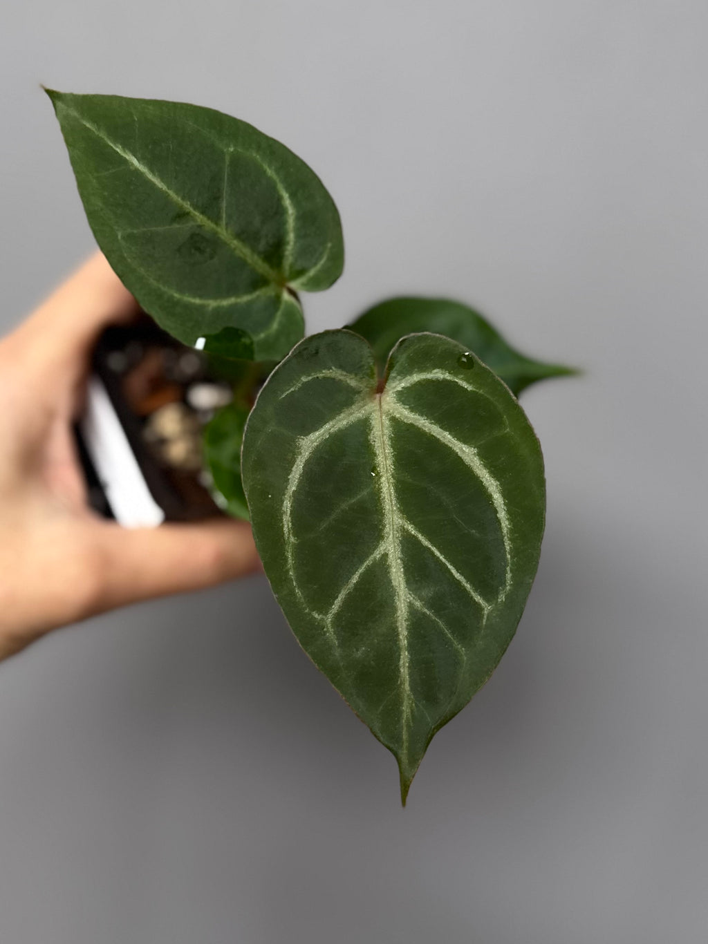 Anthurium ((magnificum x crystallinum) x NoID) X M - Plant C