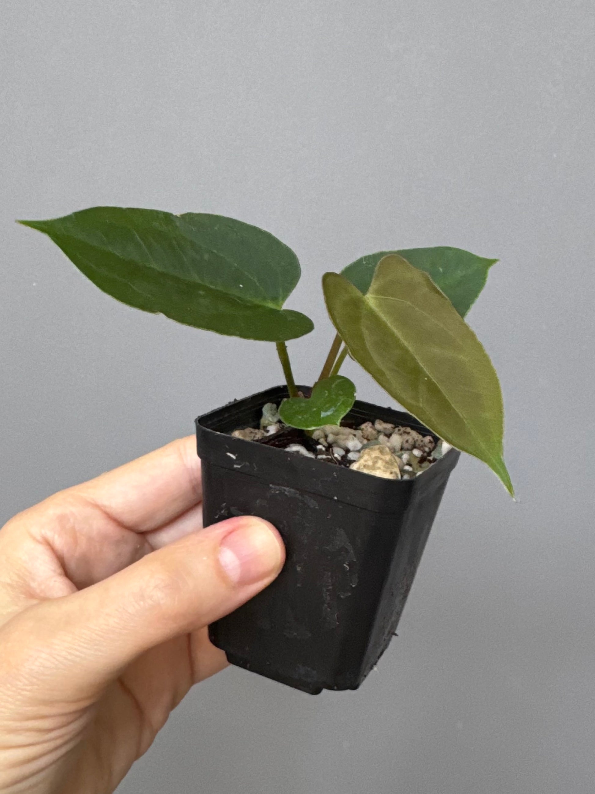 Anthurium papillilaminum x Darkest Panama (#2)