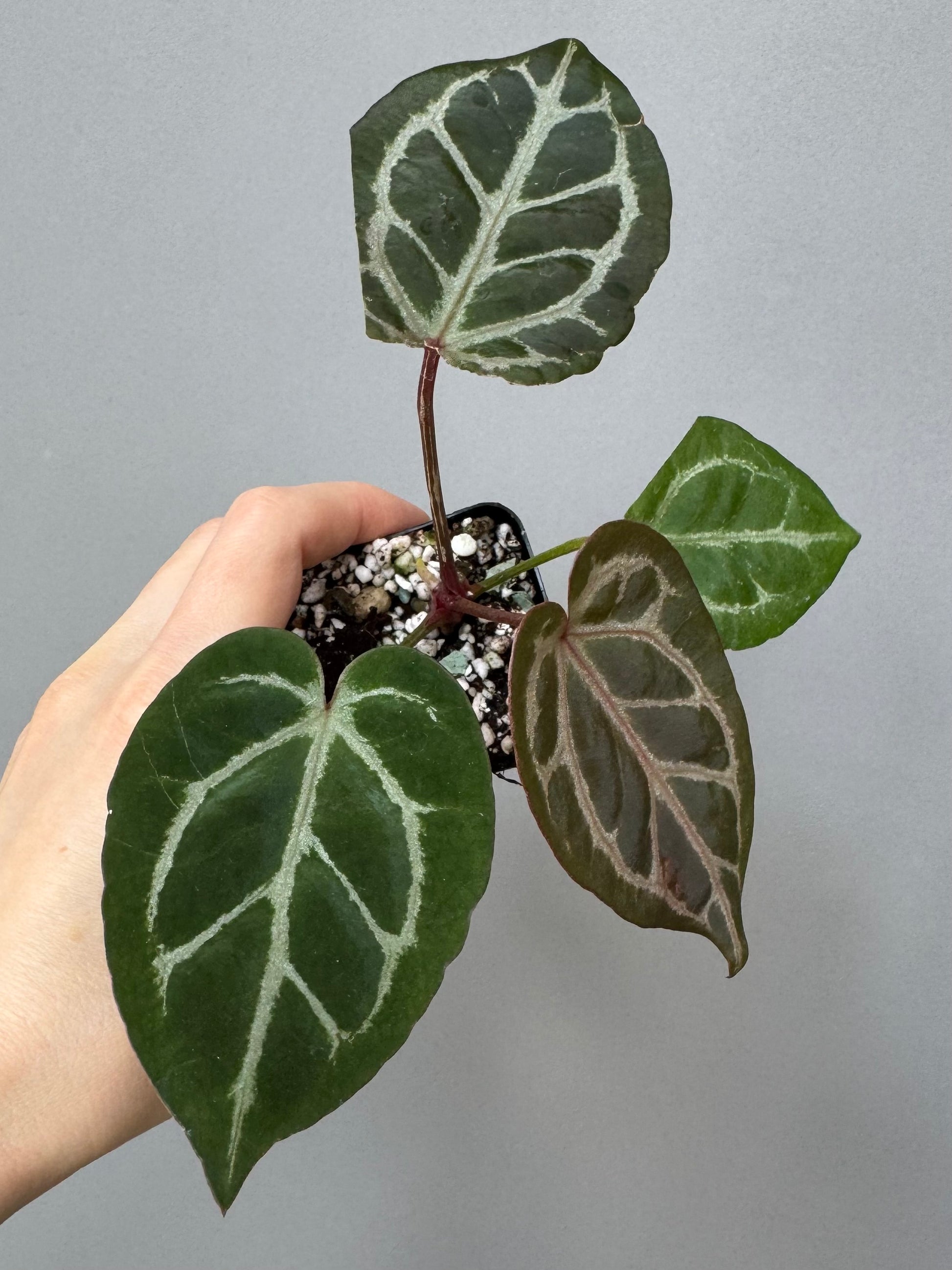 Anthurium Silver Blush x Michelle
