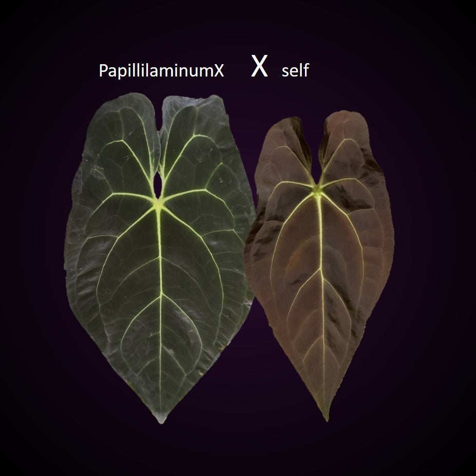 Anthurium PapillilaminumX xself