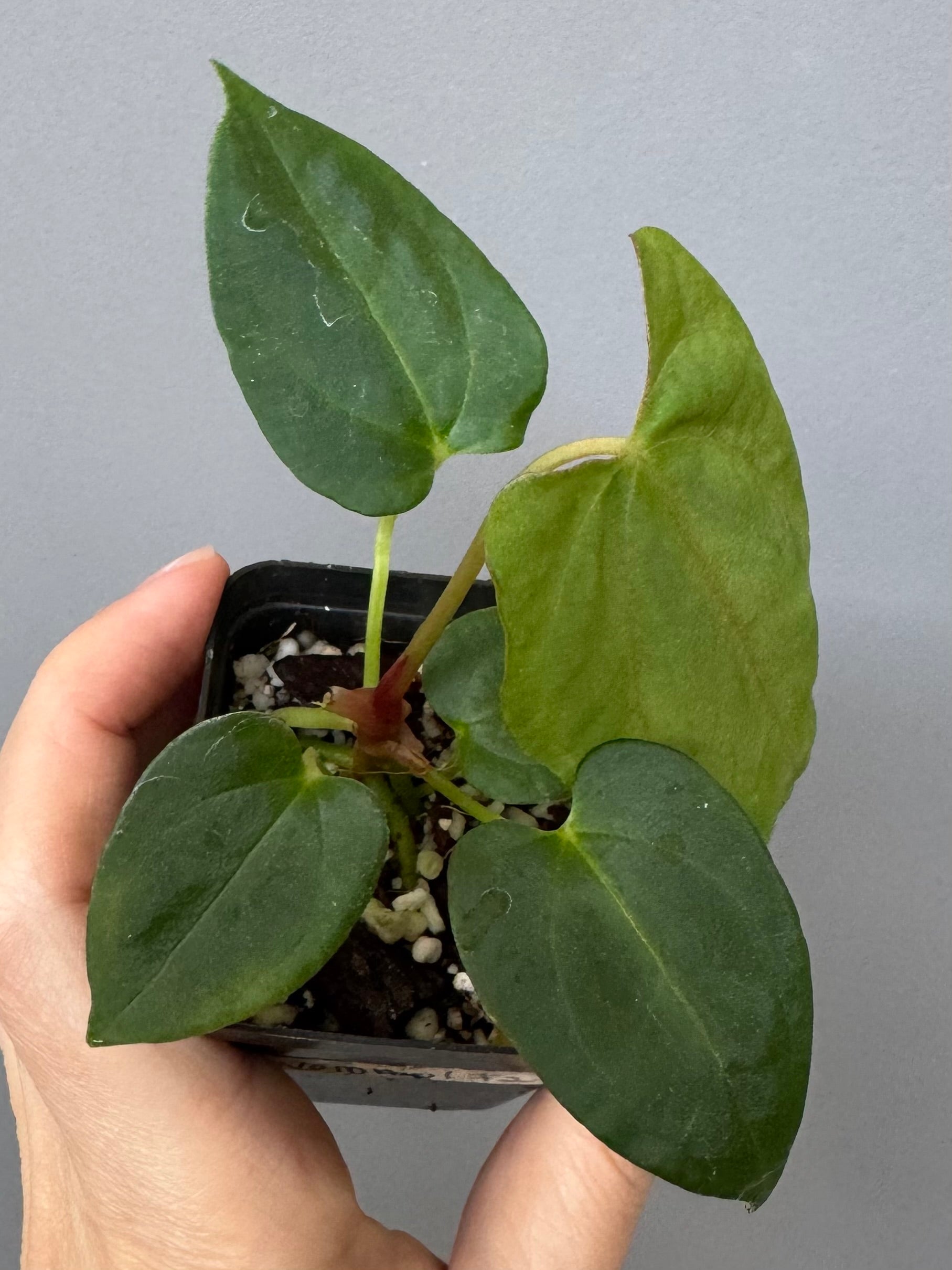 Anthurium (NoID x Papi Indo #2) x  (NoID x Papi Indo #1)