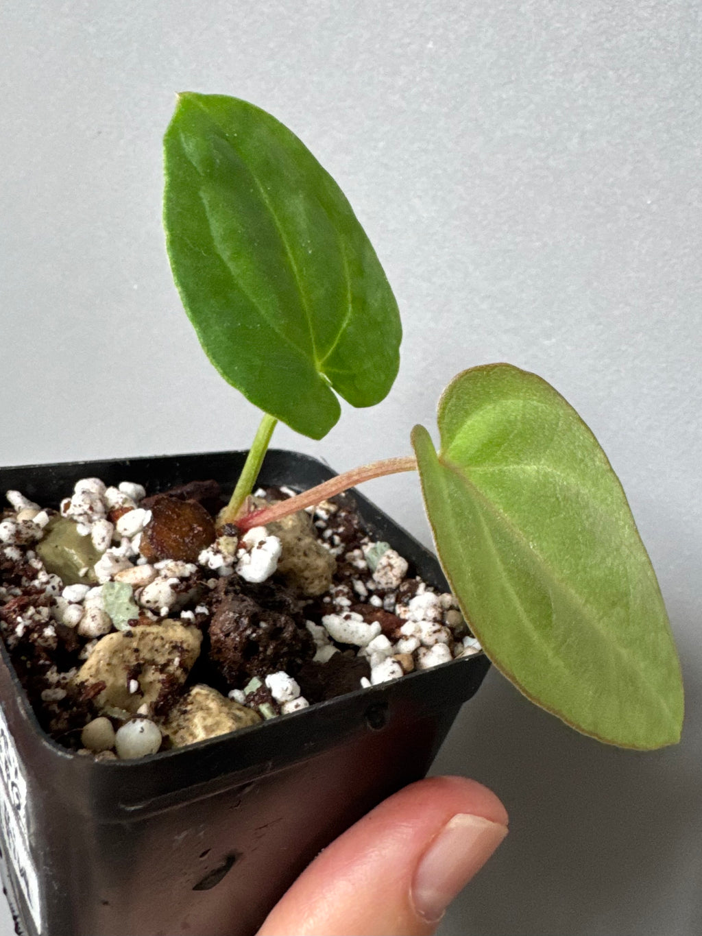Anthurium carlablackiae RA13 x BVEP OG1 (#2) cutting