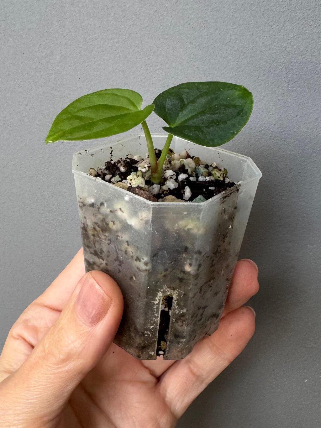 Anthurium BVEP round x RA1 ,P1’ x (Carlablackiae x BVEP) by greenyfeathers