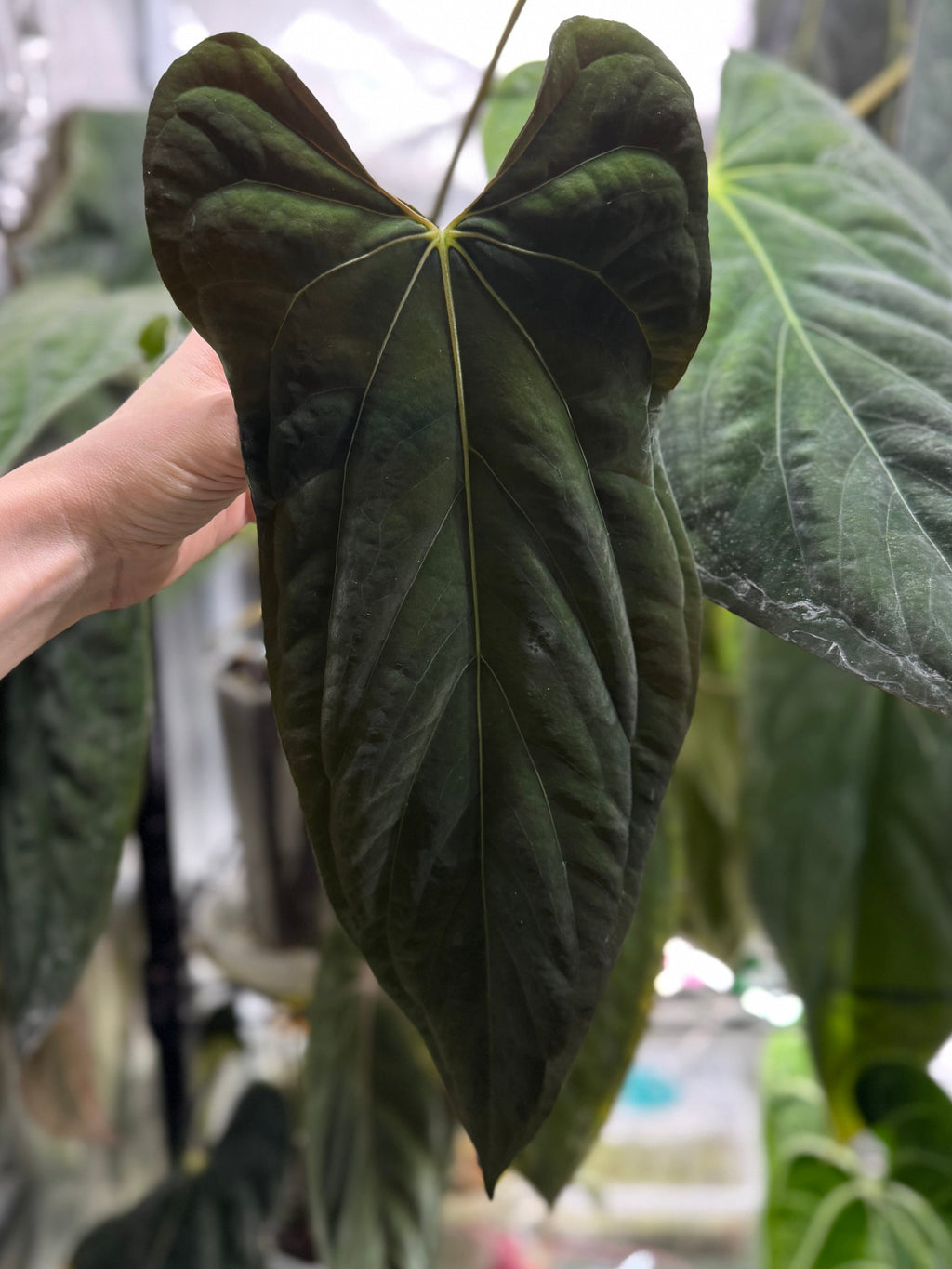 Anthurium papillilaminum Fort Sherman x Ralph Lynam (Jay Vannini clone)